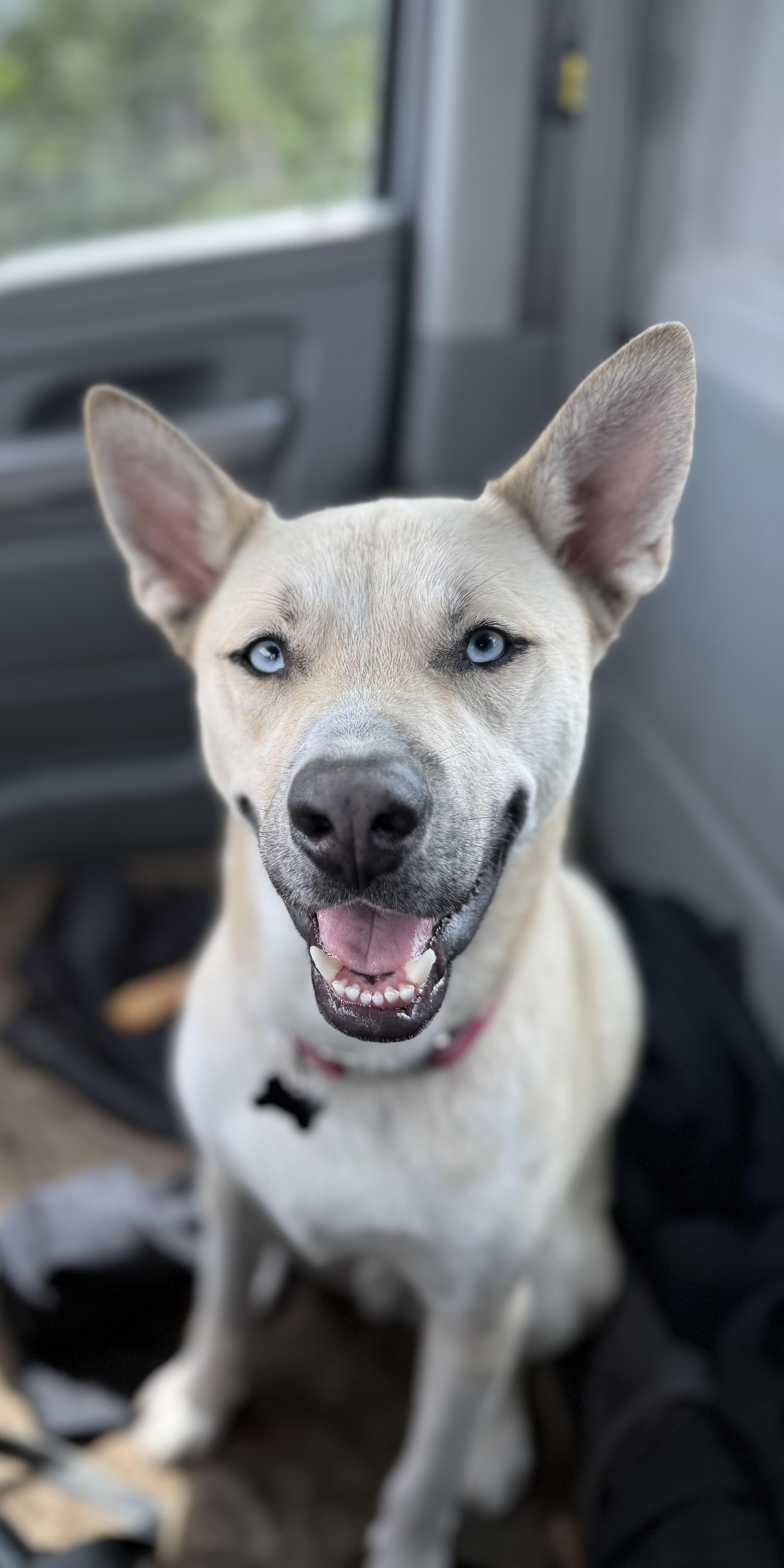 Raye, a Adoptable mixed breed in Oswego, IL image 3/6