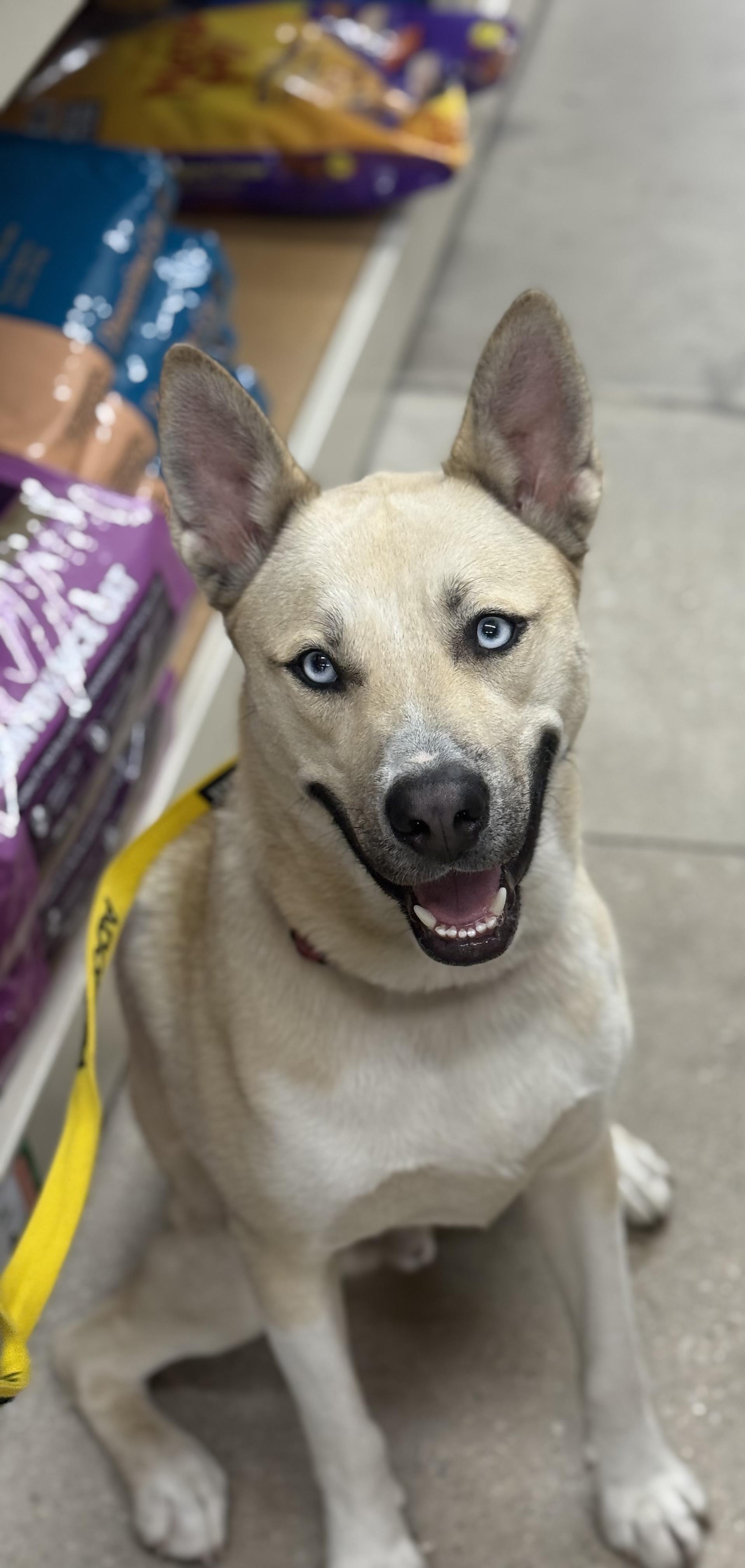 Raye, a Adoptable mixed breed in Oswego, IL image 6/6