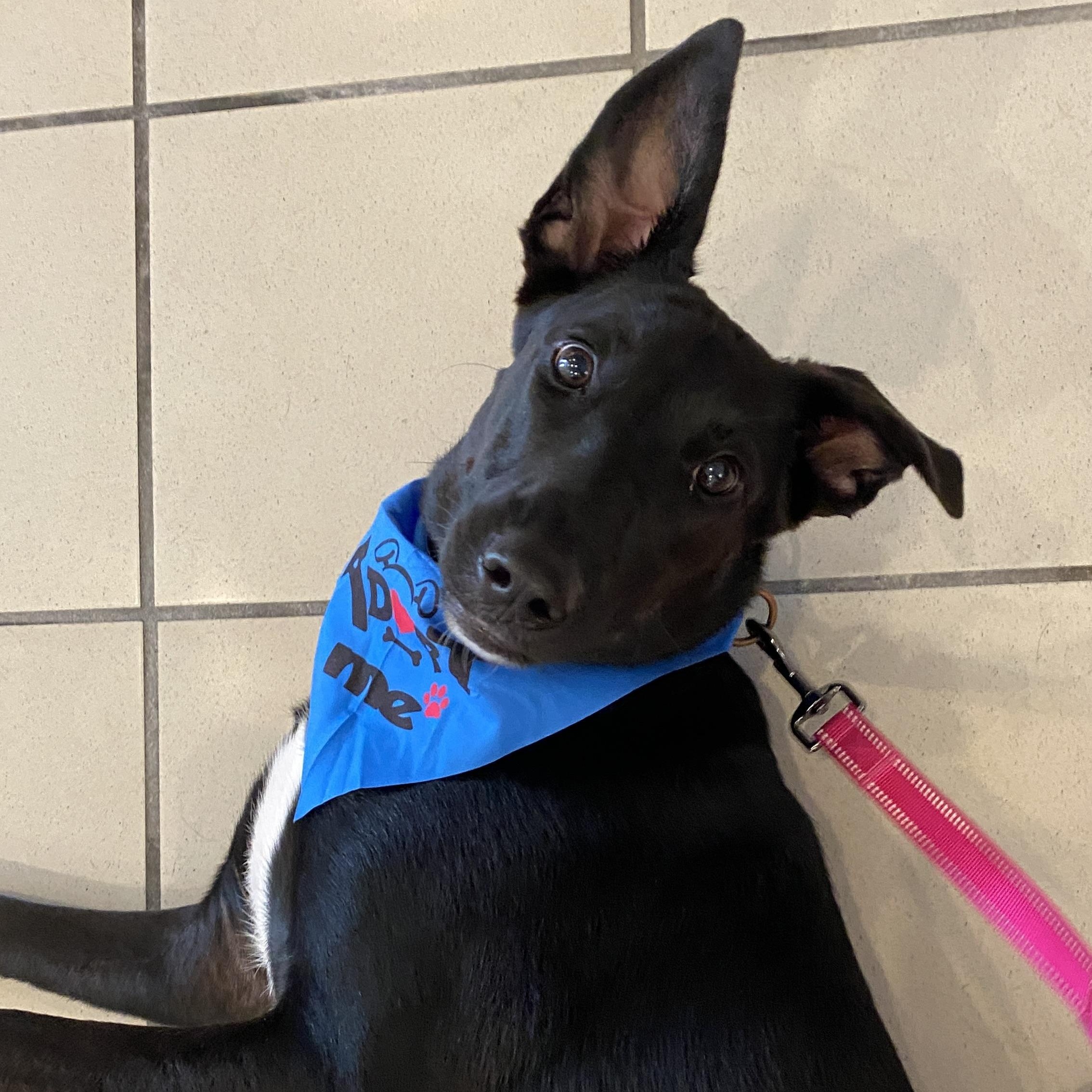 RUBY, Adoptable, Young Female Labrador Retriever & German Shepherd Dog.