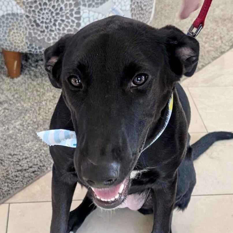 Enlarge RUBY, a Adoptable mixed breed in Largo, FL image 5/6