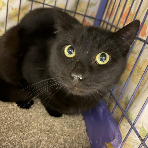 Maui, Adoptable, Young Male Domestic Short Hair.