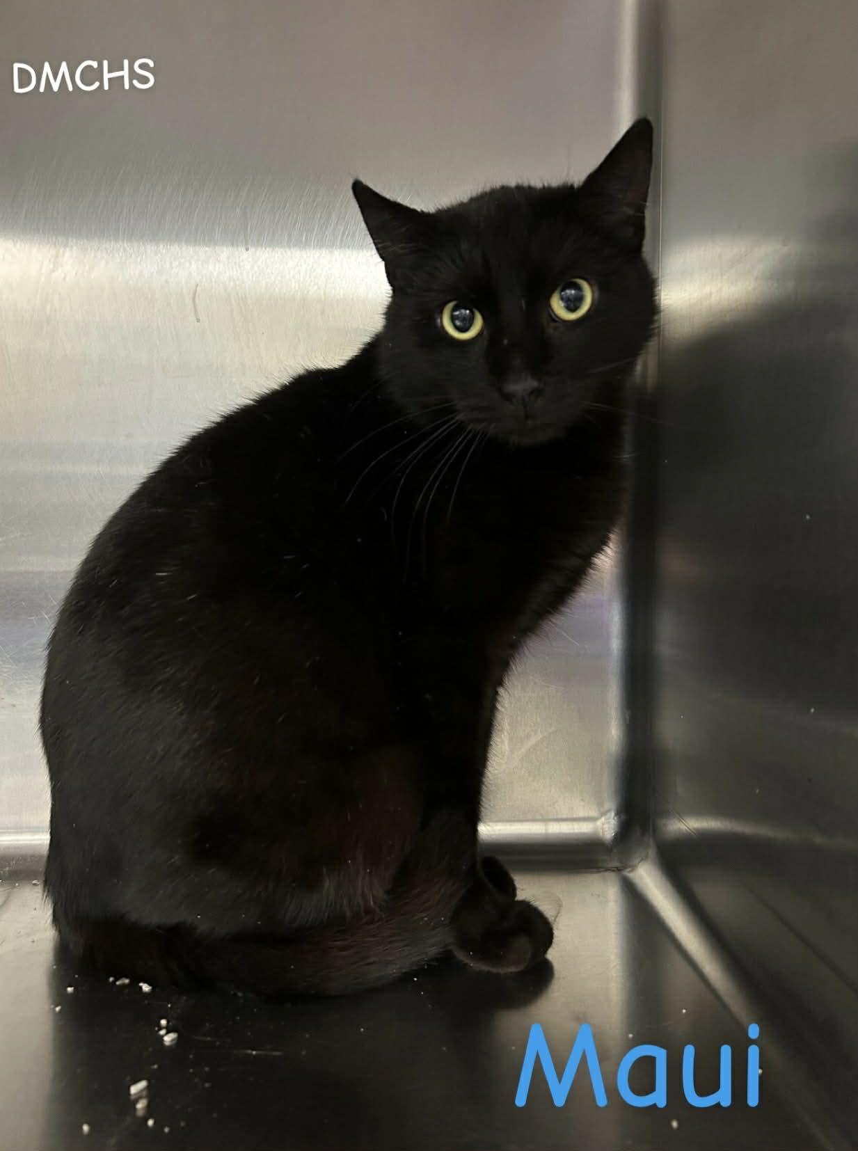 Maui, a Adoptable Domestic Short Hair in Burlington, IA image 2/2