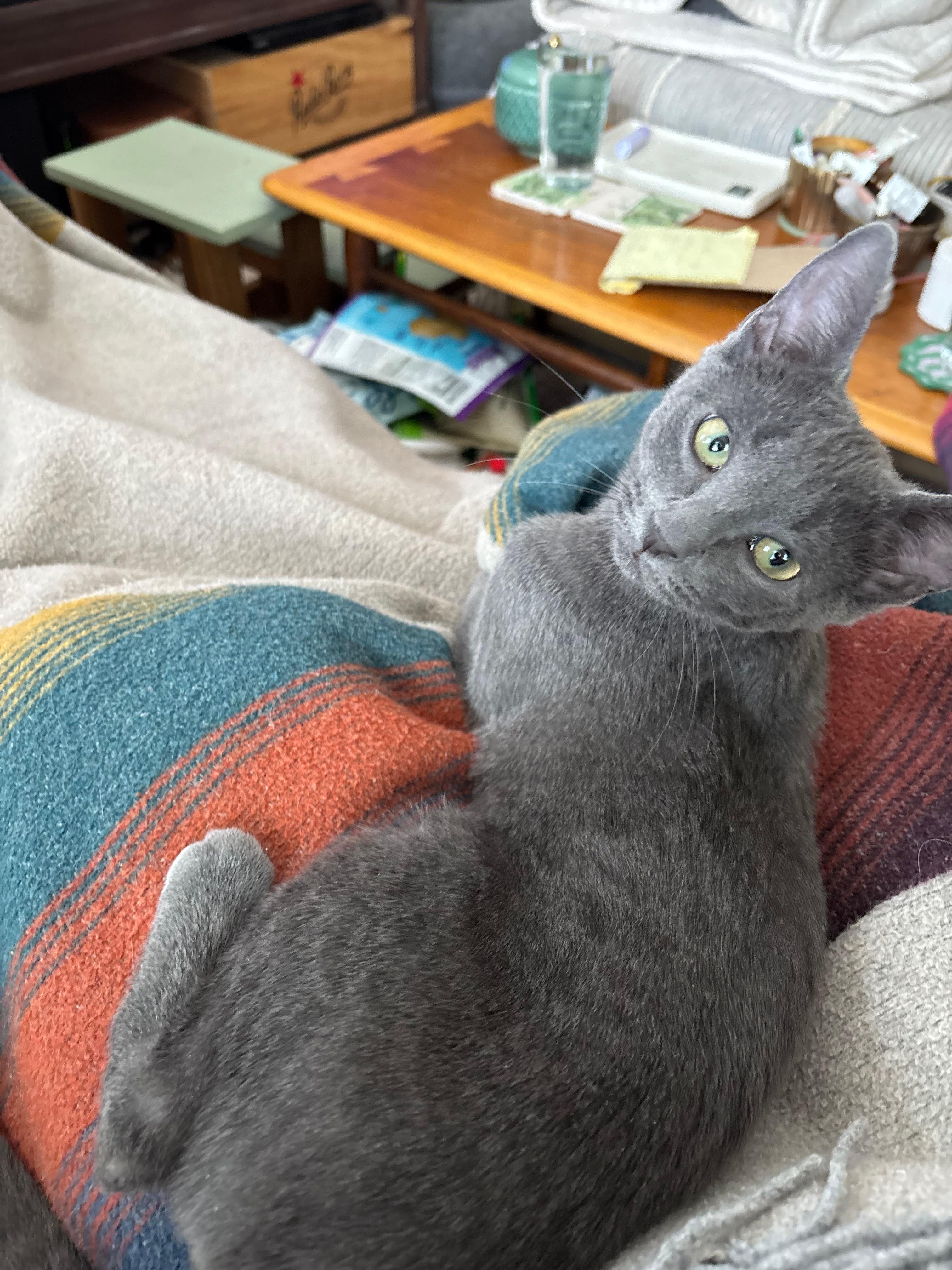 Enlarge Ellie, a ADOPTABLE Domestic Short Hair in Melrose, MA image 1/6