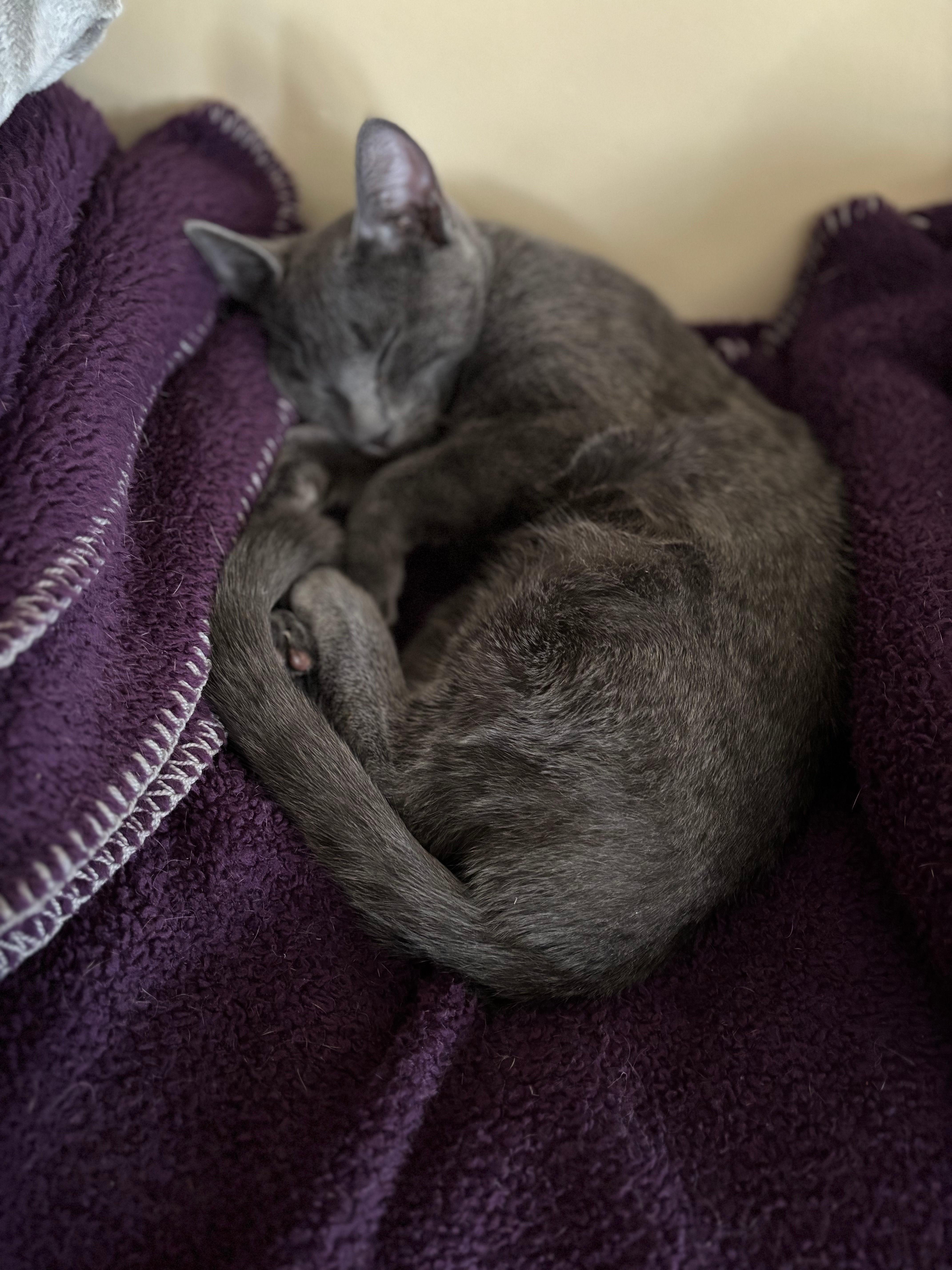 Enlarge Ellie, a ADOPTABLE Domestic Short Hair in Melrose, MA image 5/6