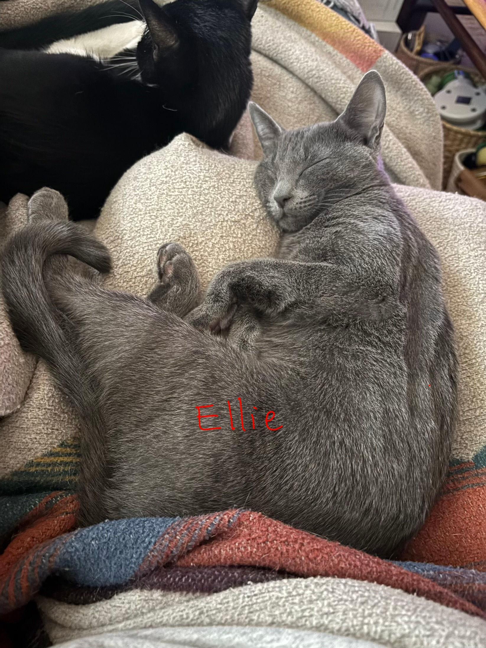 Enlarge Ellie, a ADOPTABLE Domestic Short Hair in Melrose, MA image 4/6