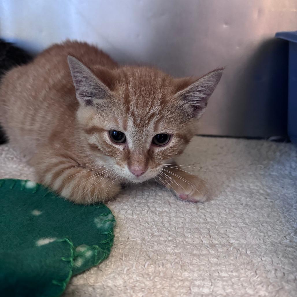 Kinger, Adoptable, Kitten Male Domestic Short Hair.