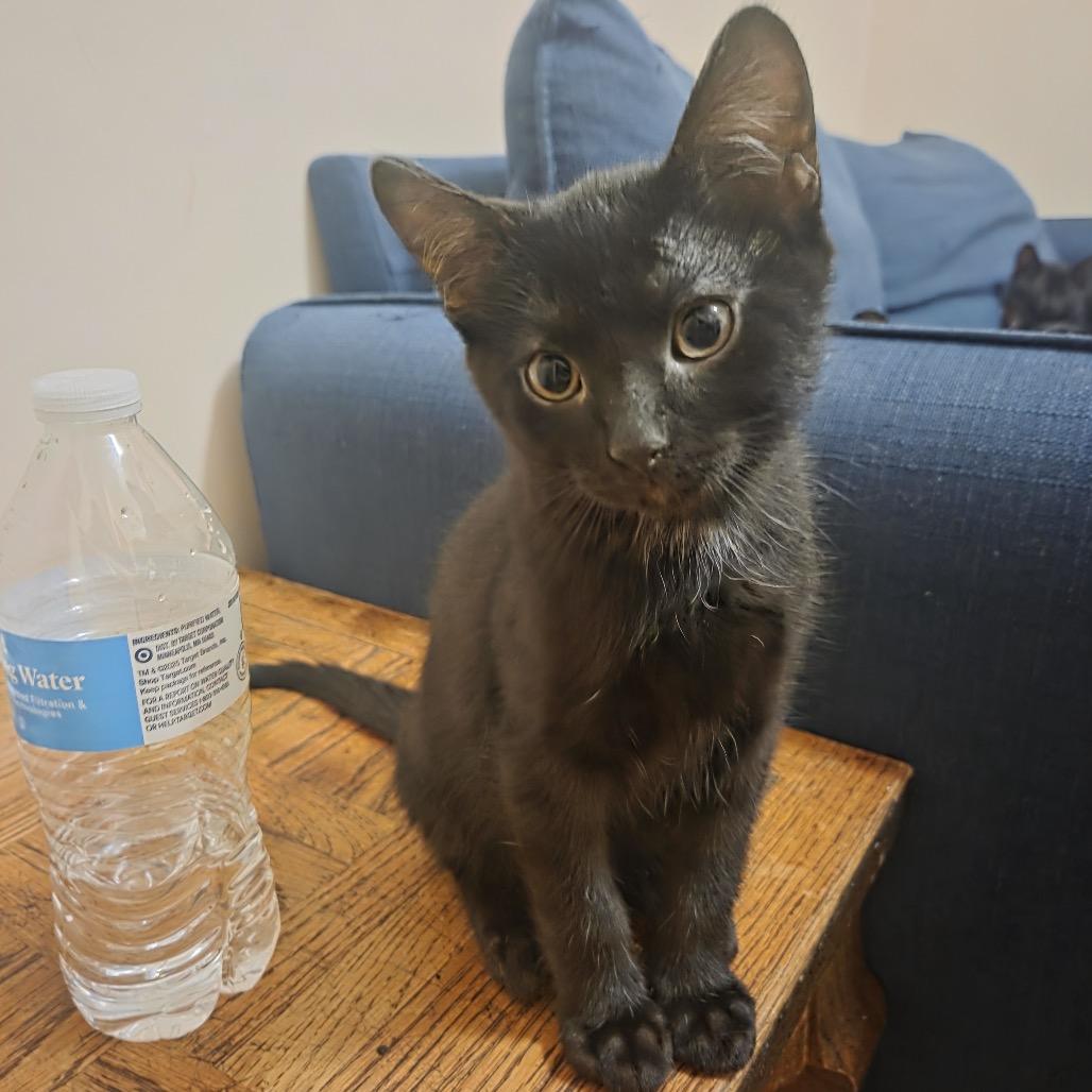 Baloo photo