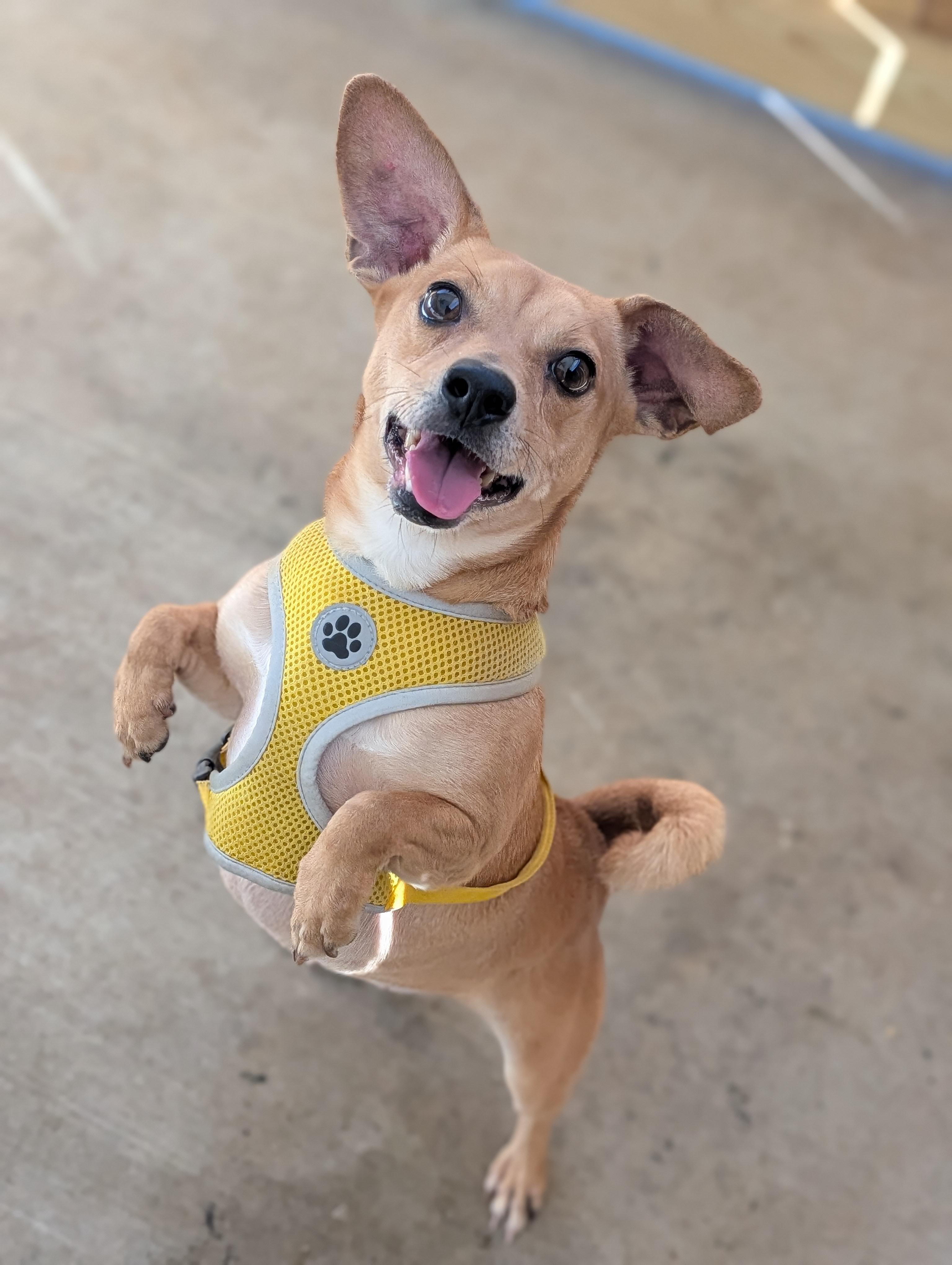 Enlarge Michele, a Adoptable mixed breed in Baton Rouge, LA image 4/4