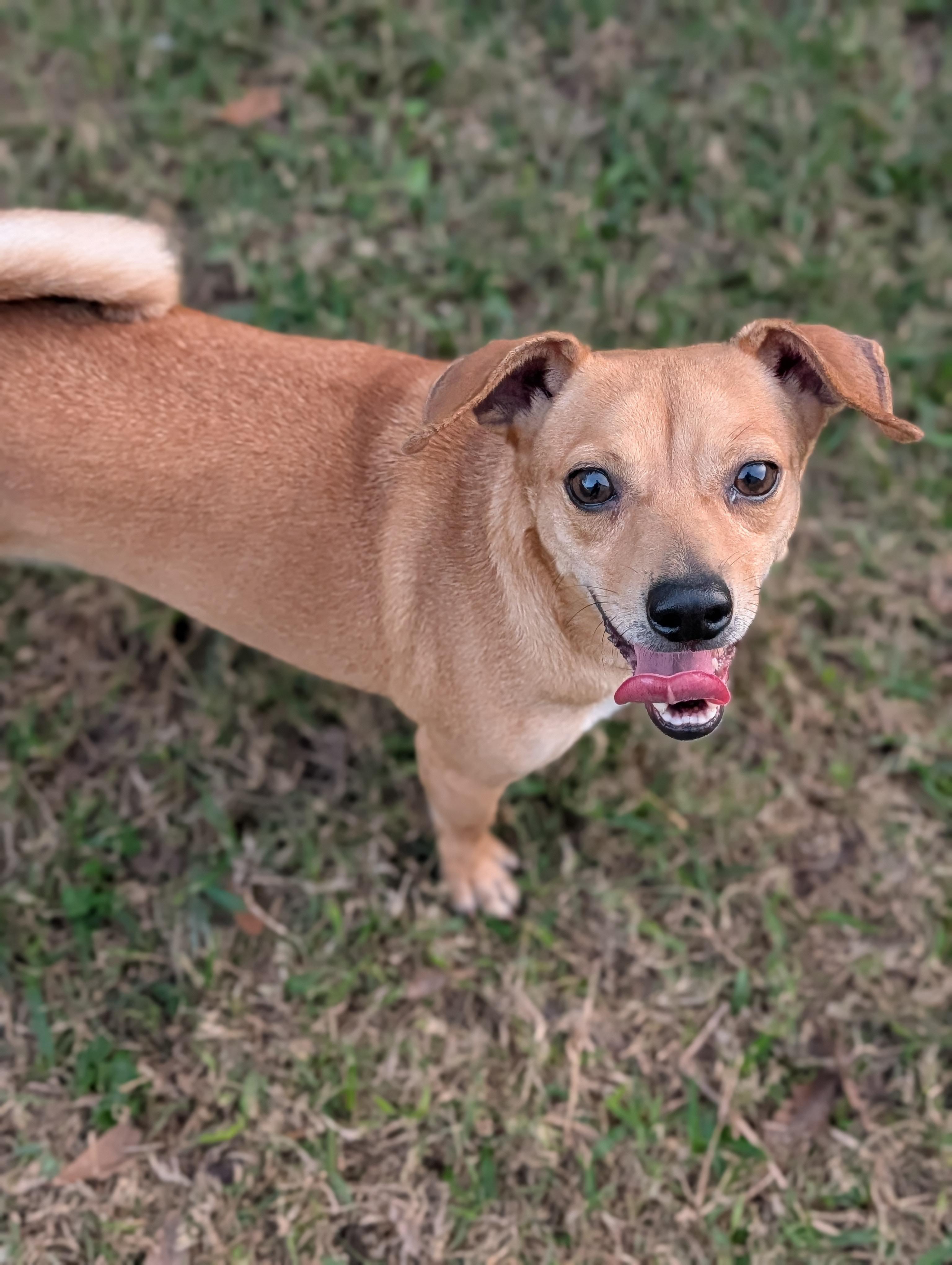 Enlarge Michele, a Adoptable mixed breed in Baton Rouge, LA image 2/4