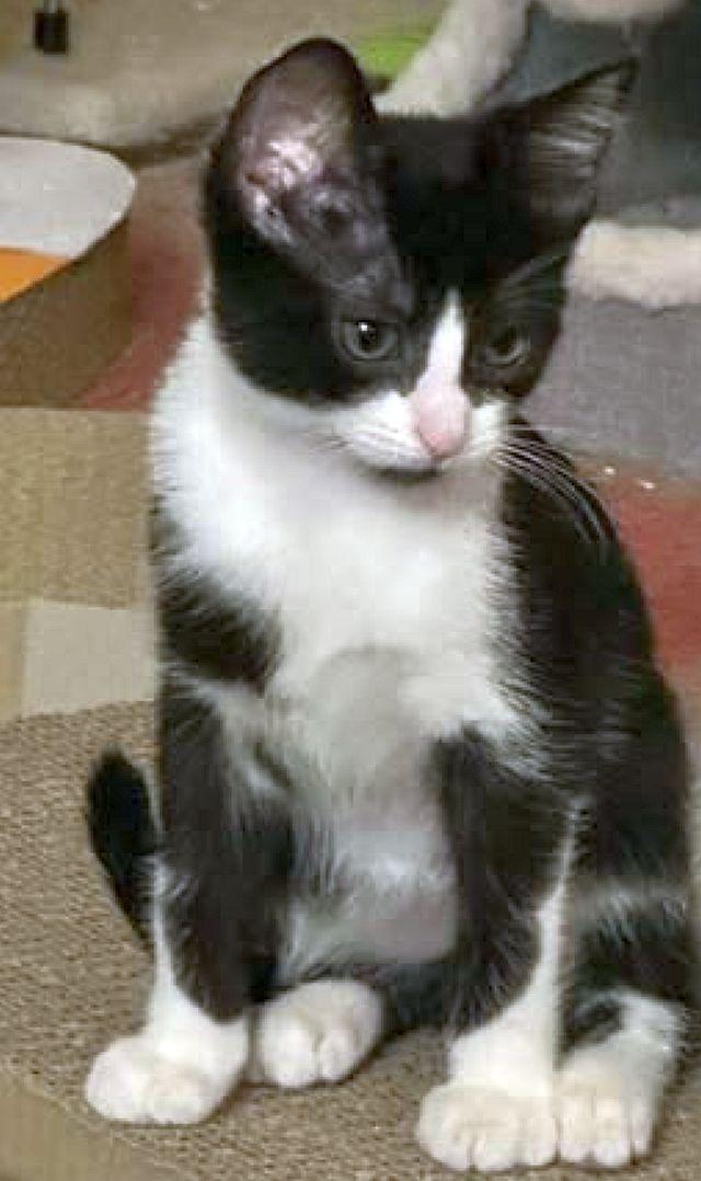 Enlarge MINNIE, a Adopted Domestic Short Hair in Powder Springs, GA image 1/3