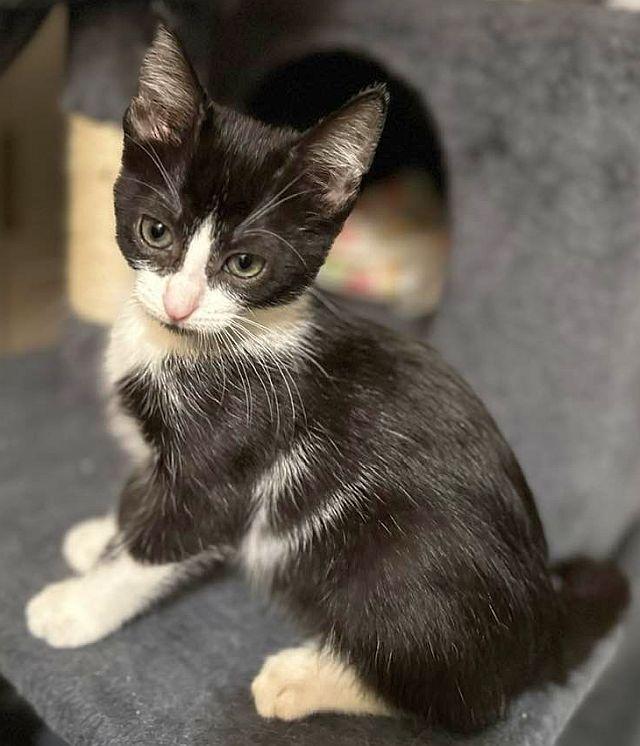 Enlarge MINNIE, a Adopted Domestic Short Hair in Powder Springs, GA image 2/3