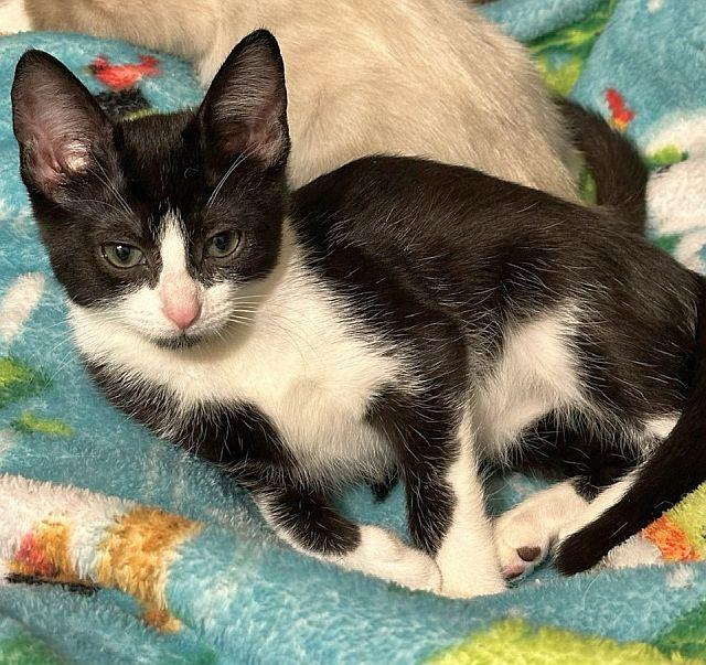 Enlarge MINNIE, a Adopted Domestic Short Hair in Powder Springs, GA image 3/3