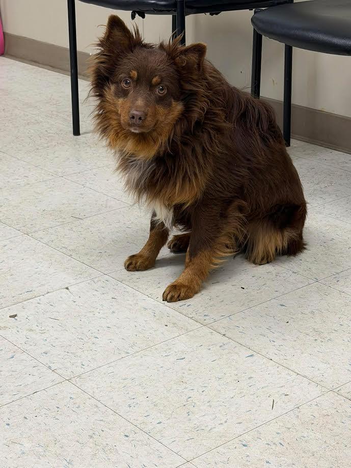 Enlarge Kyro, a ADOPTABLE mixed breed in Oakdale, CA image 1/1