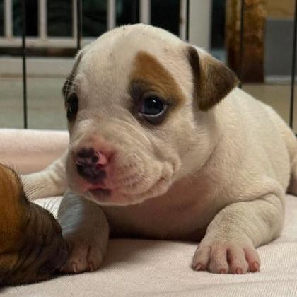Meatloaf, Adoptable, Puppy Male Mixed Breed.