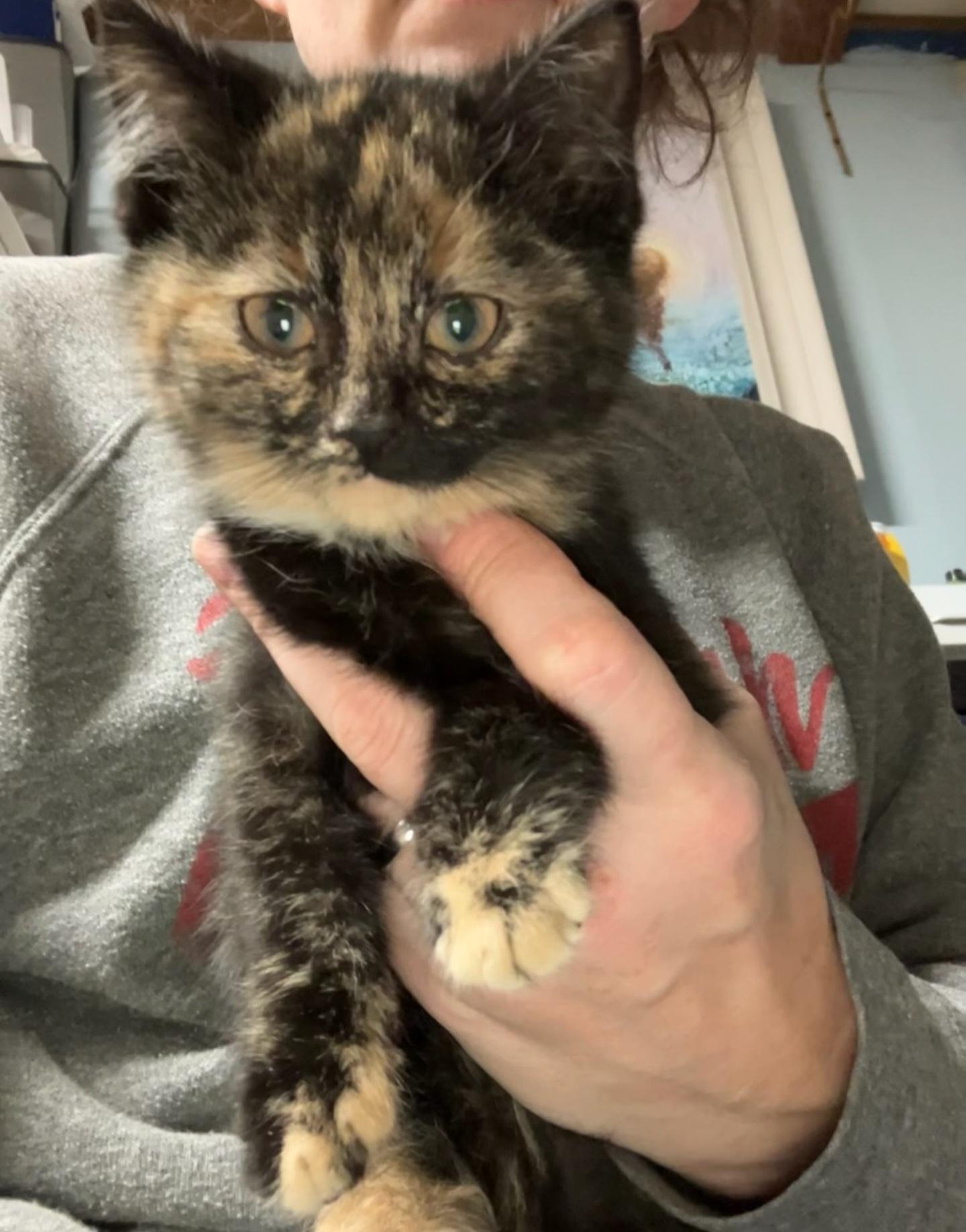 Enlarge SNICKERS , a ADOPTABLE mixed breed in Harrison, MI image 1/1