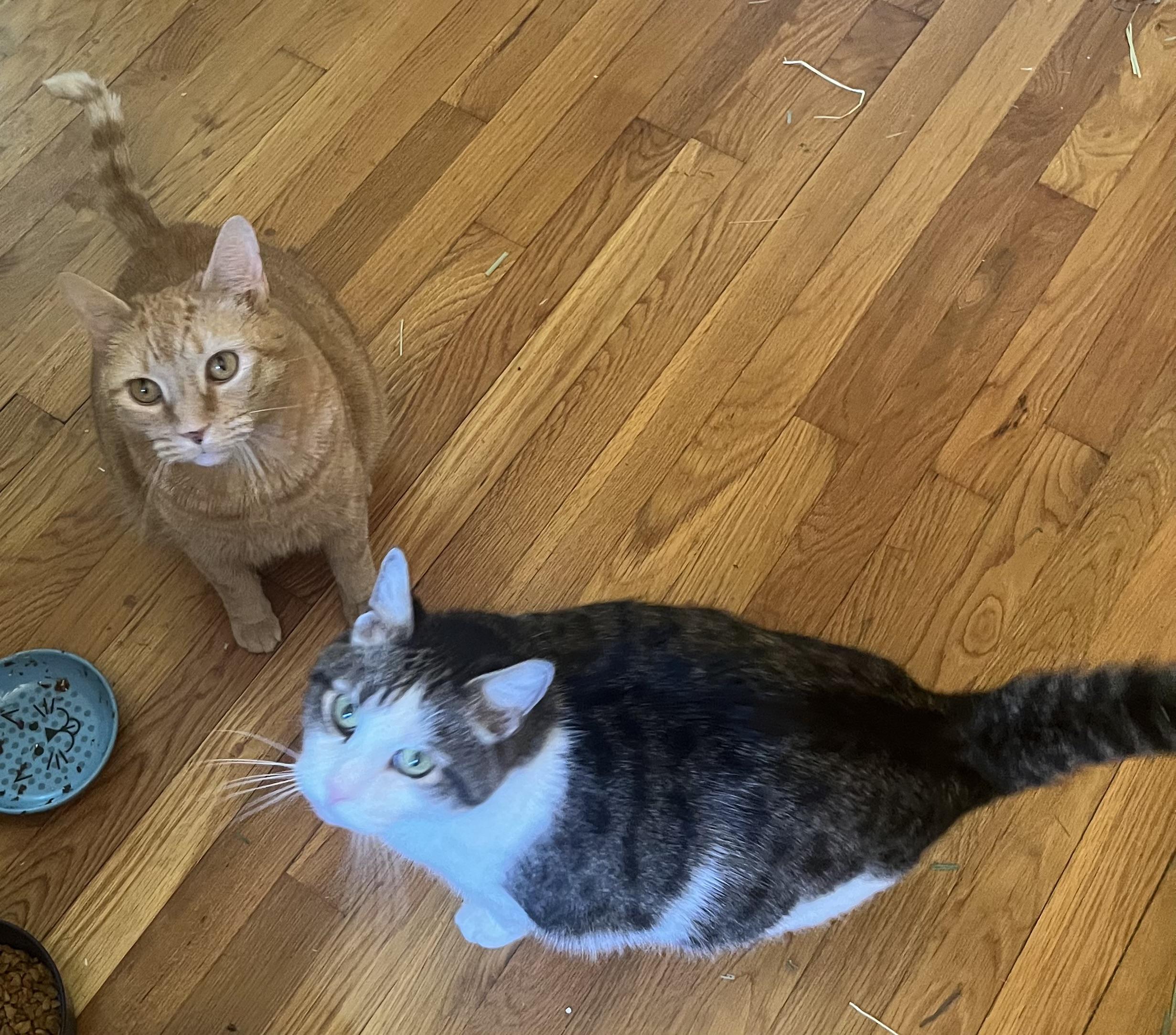 Ozzie ***Bonded with Sweetie*** 2