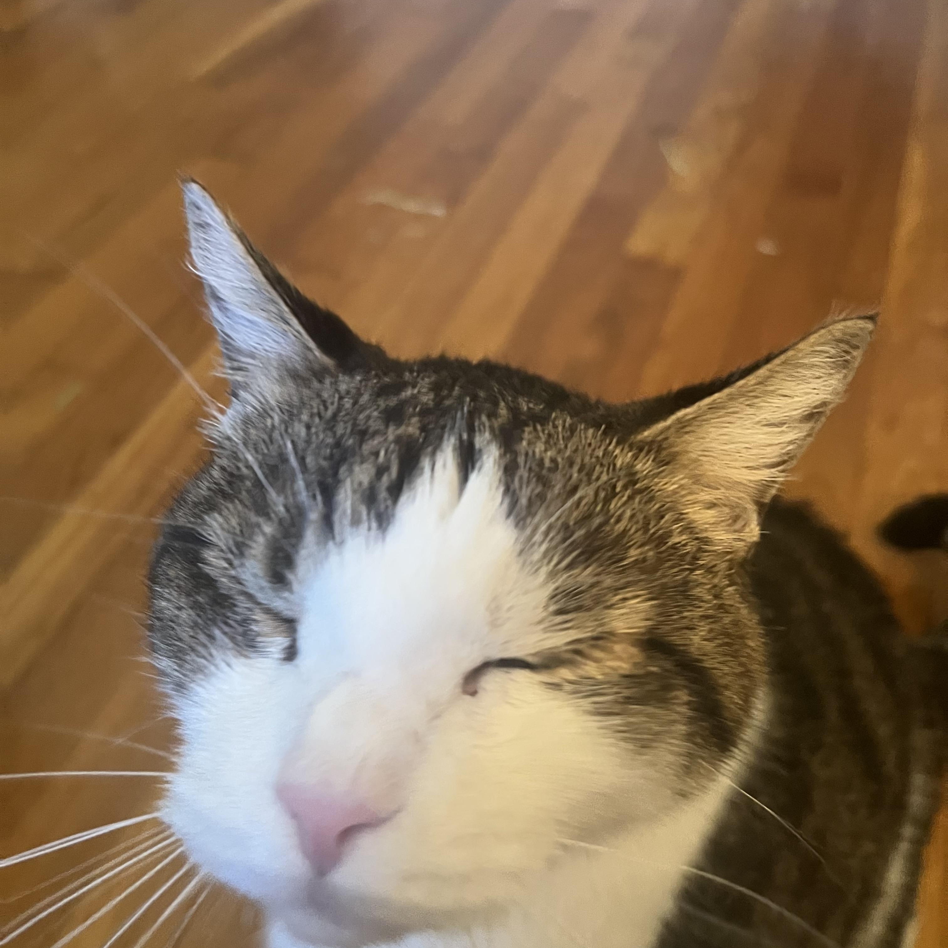 Ozzie ***Bonded with Sweetie***, a Adoptable mixed breed in FITCHBURG, MA image 2/4