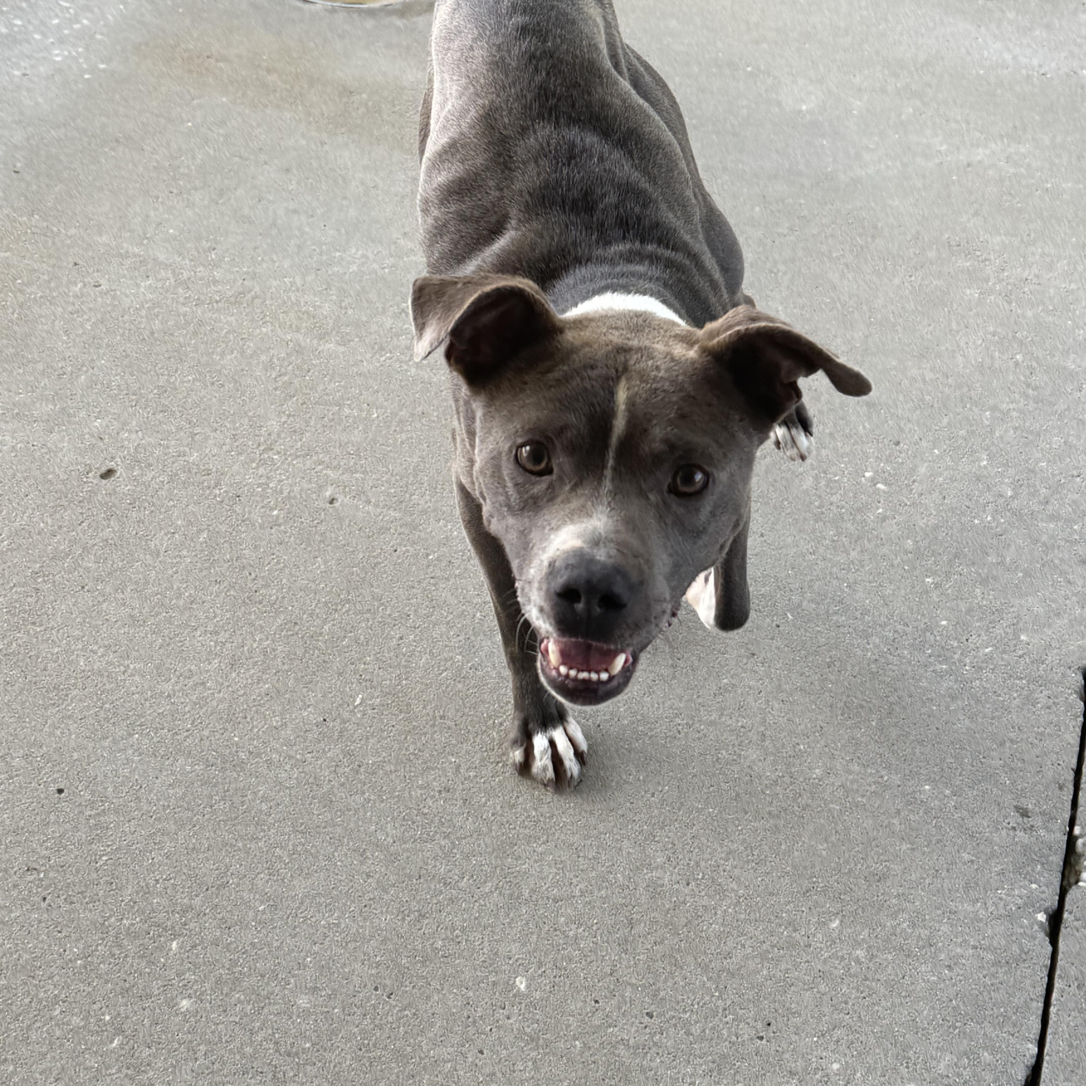Enlarge Immy, a ADOPTABLE mixed breed in Troy, AL image 1/4