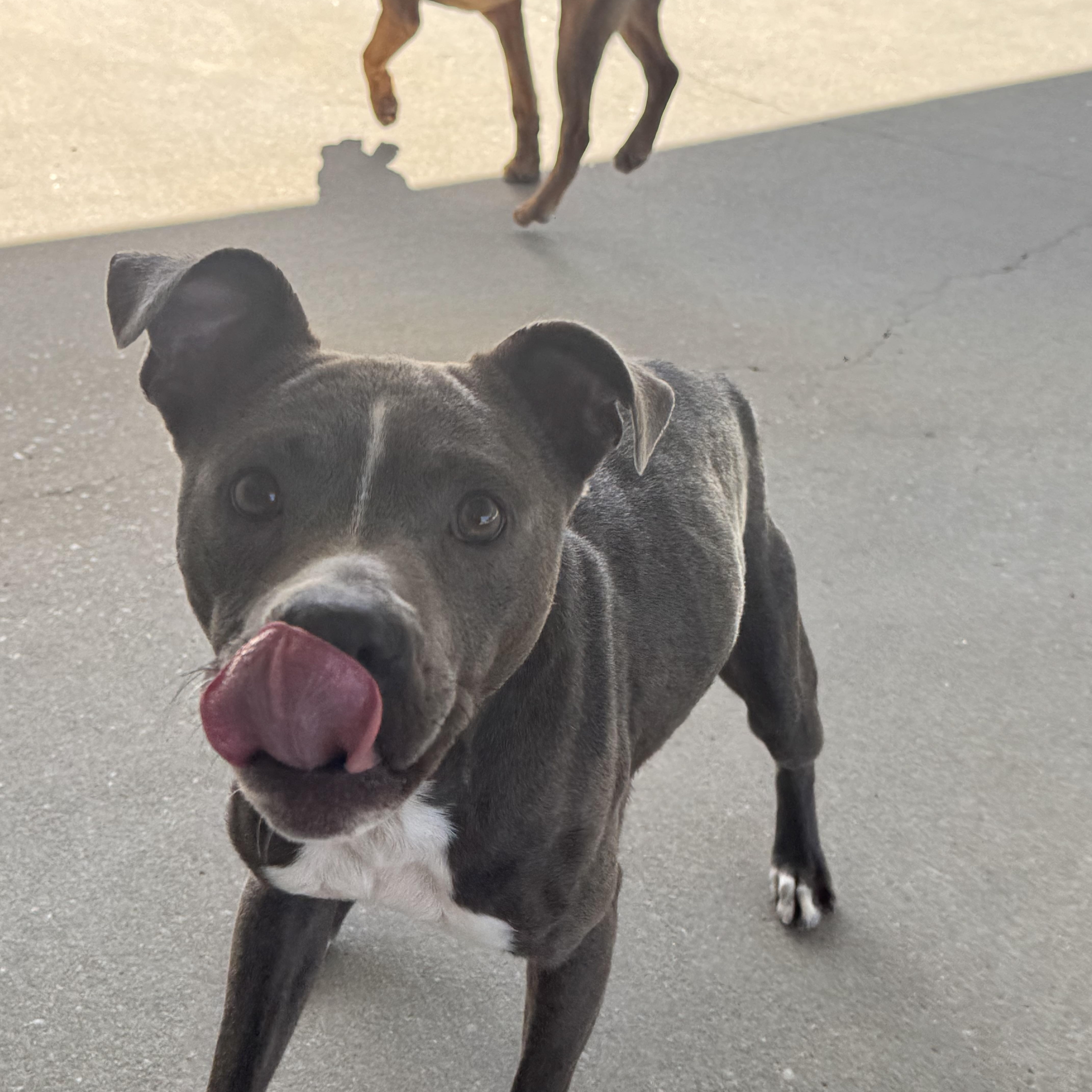 Enlarge Immy, a ADOPTABLE mixed breed in Troy, AL image 4/4