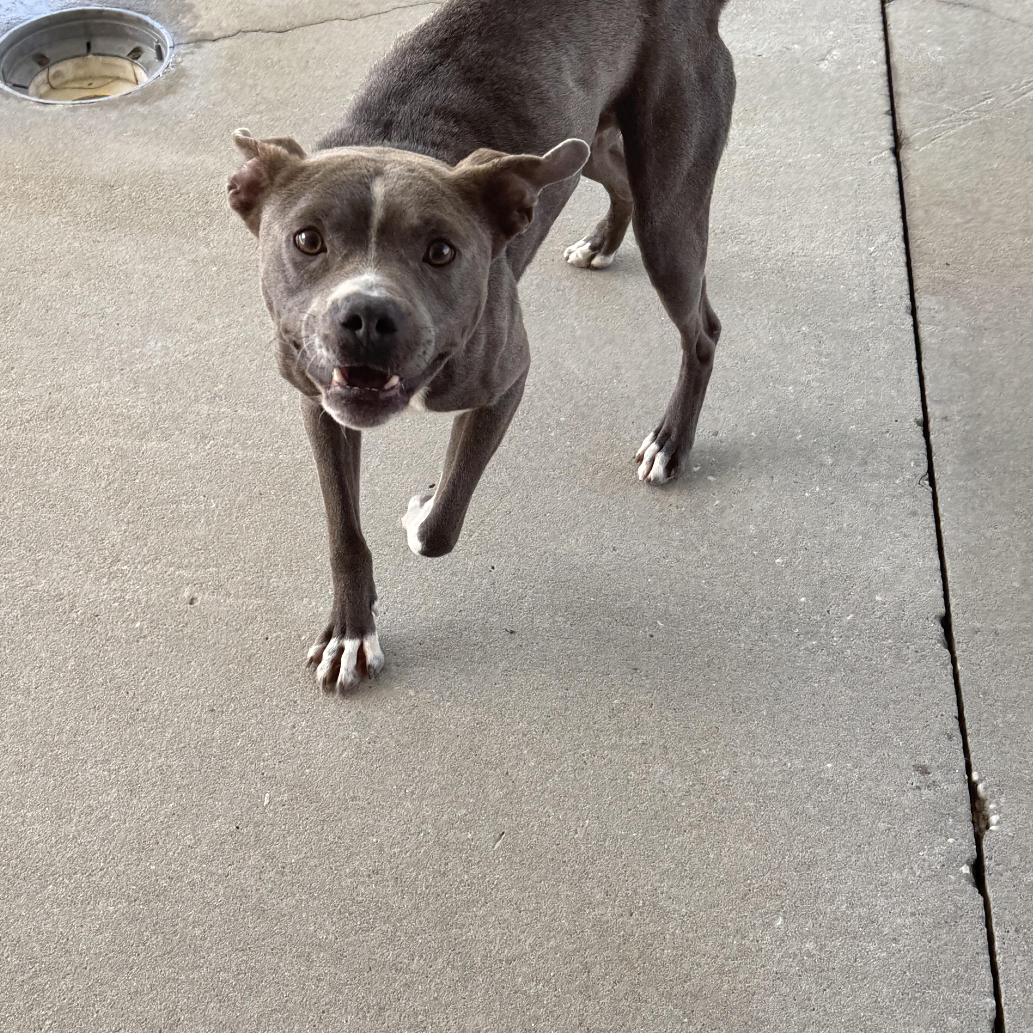 Enlarge Immy, a ADOPTABLE mixed breed in Troy, AL image 2/4