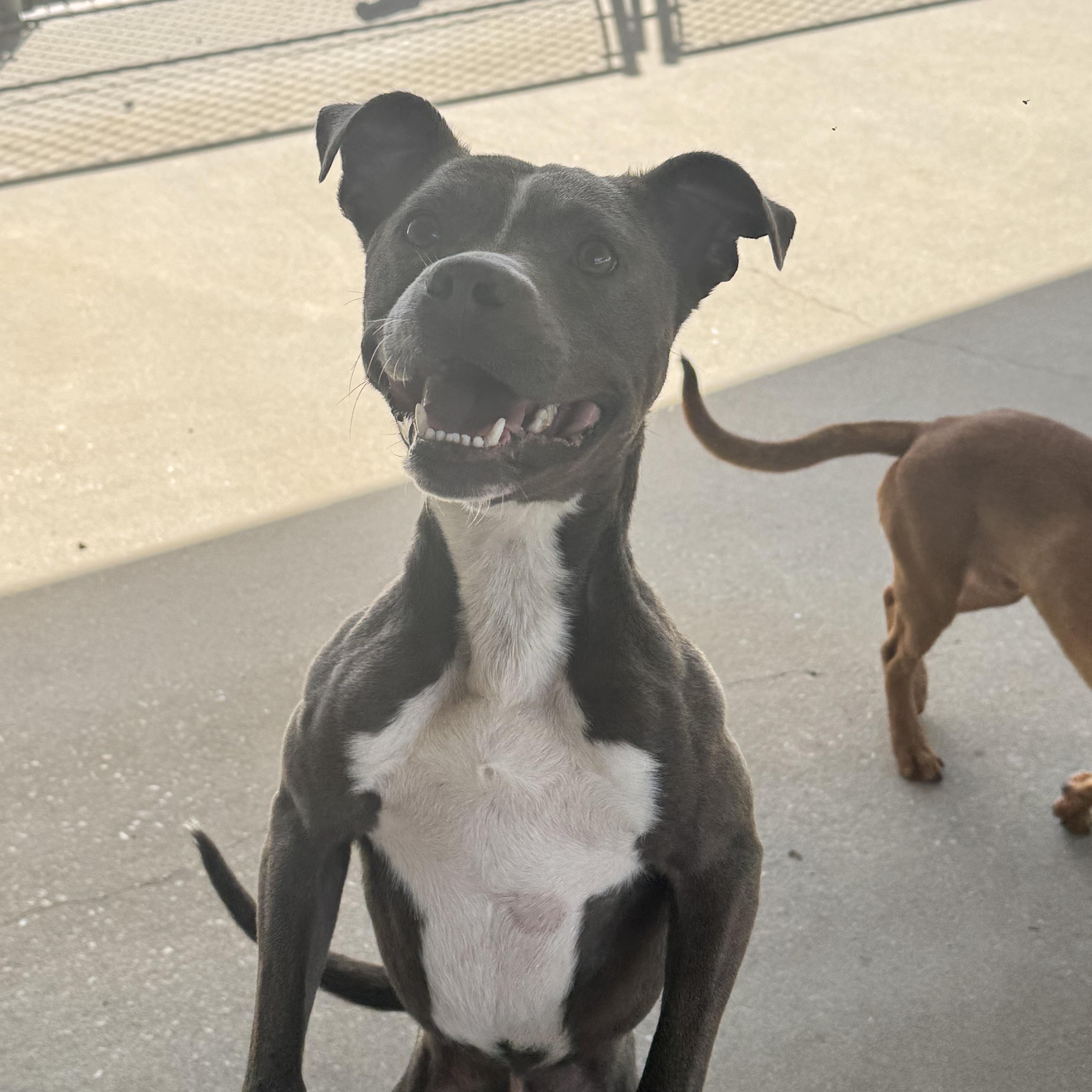 Enlarge Immy, a ADOPTABLE mixed breed in Troy, AL image 3/4