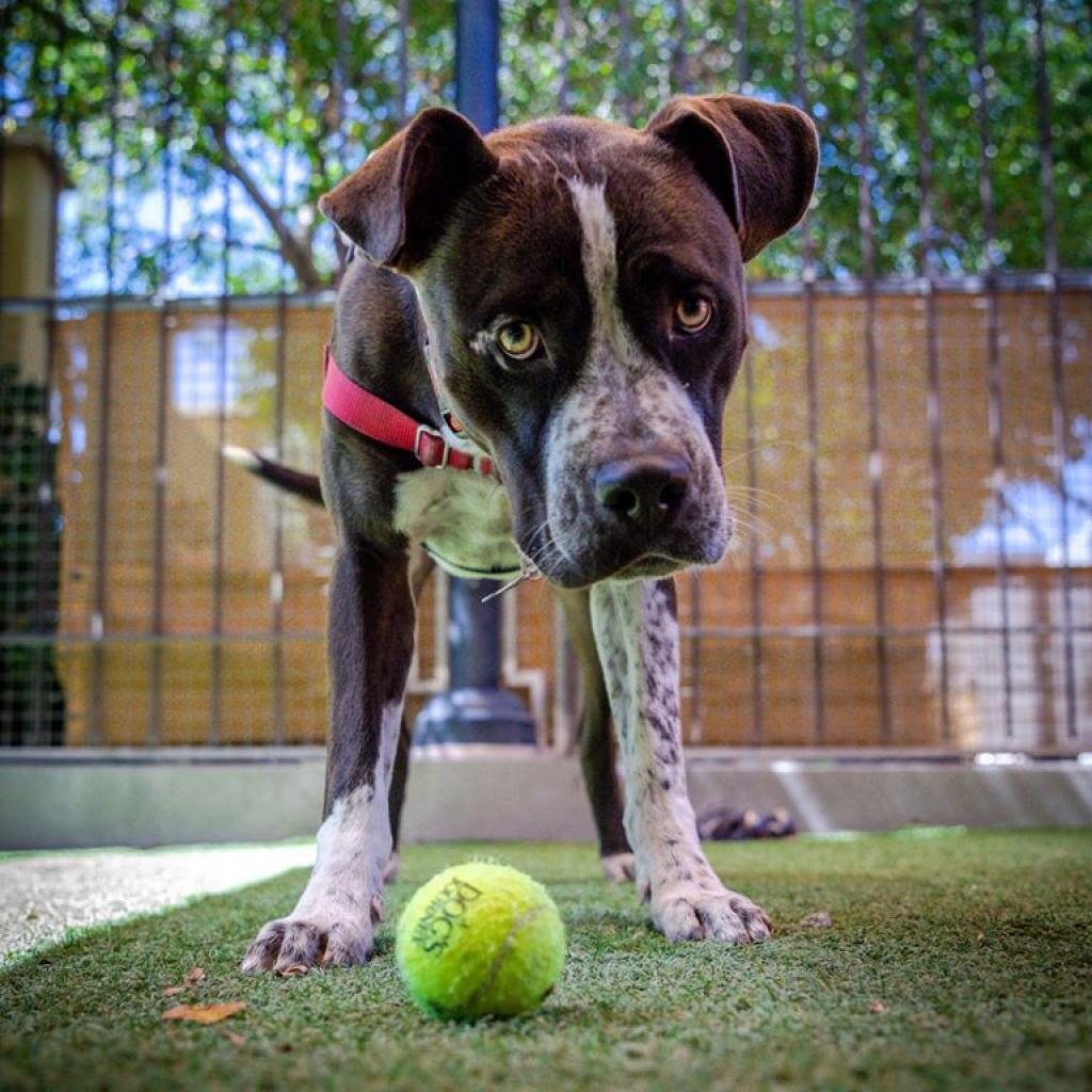 Chavez, Adoptable, Senior Male American Staffordshire Terrier & Boxer.