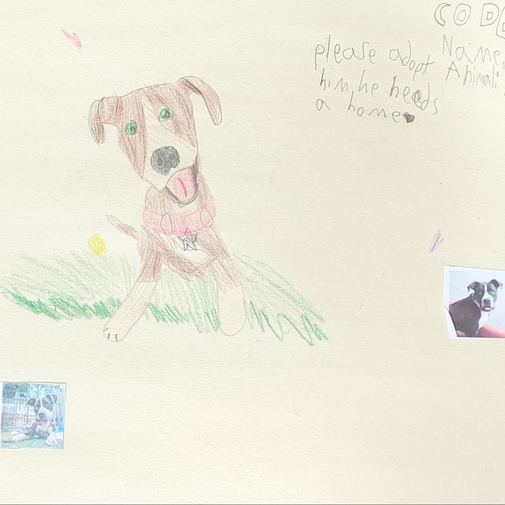 Enlarge Chavez, a Adoptable mixed breed in Kanab, UT image 2/5