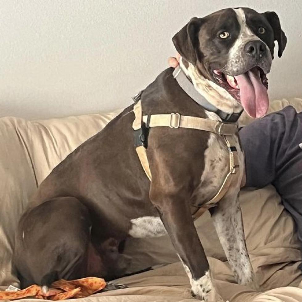 Enlarge Chavez, a Adoptable mixed breed in Kanab, UT image 3/5