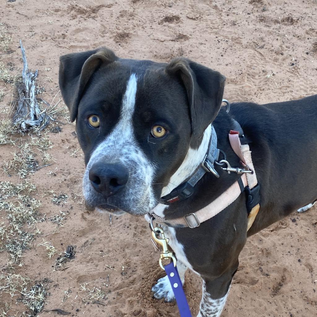 Enlarge Chavez, a Adoptable mixed breed in Kanab, UT image 4/5