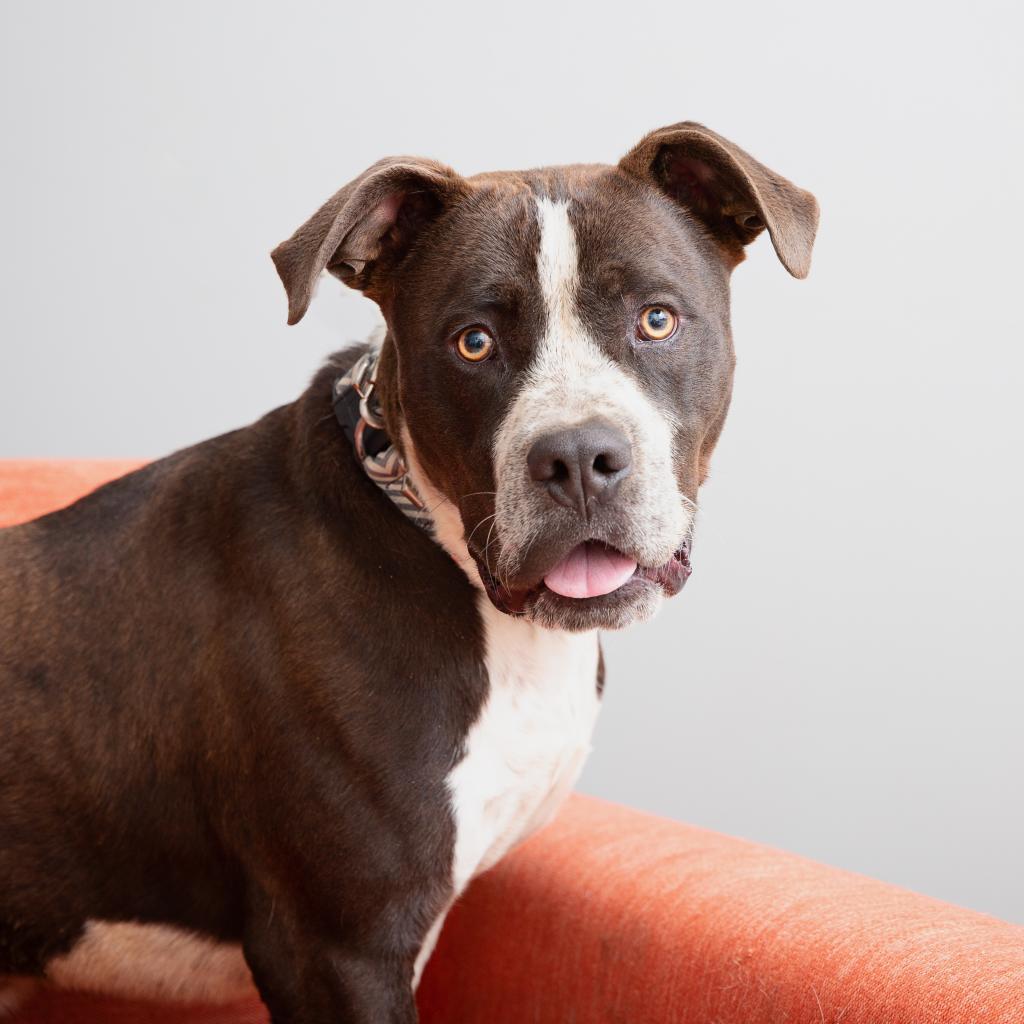Enlarge Chavez, a Adoptable mixed breed in Kanab, UT image 5/5