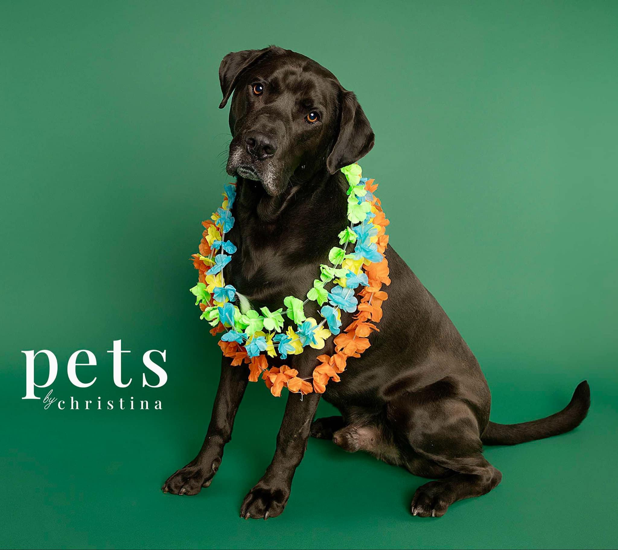 Enlarge Eggie, a Adoptable mixed breed in O'Fallon, MO image 3/6