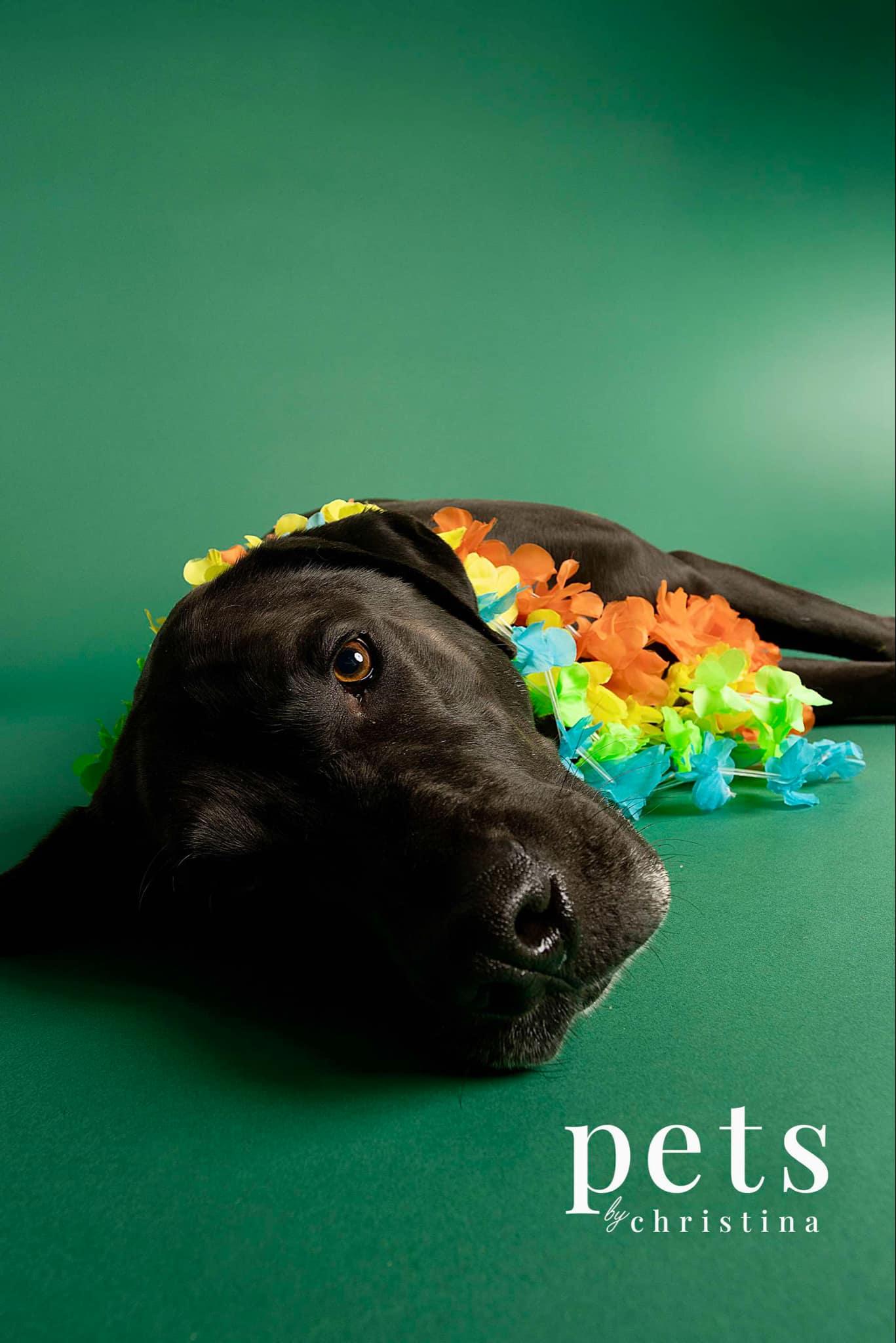 Enlarge Eggie, a Adoptable mixed breed in O'Fallon, MO image 2/6