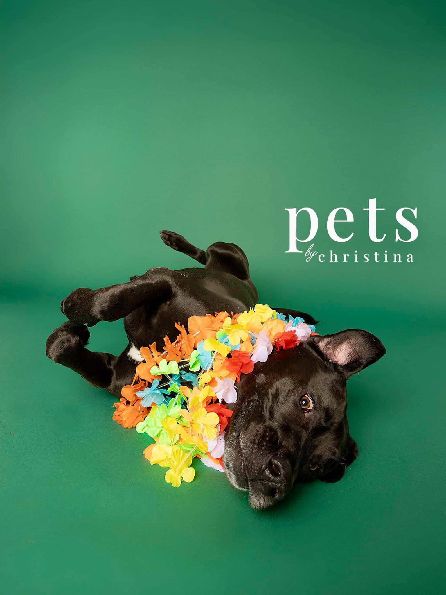 Enlarge Eggie, a Adoptable mixed breed in O'Fallon, MO image 5/6