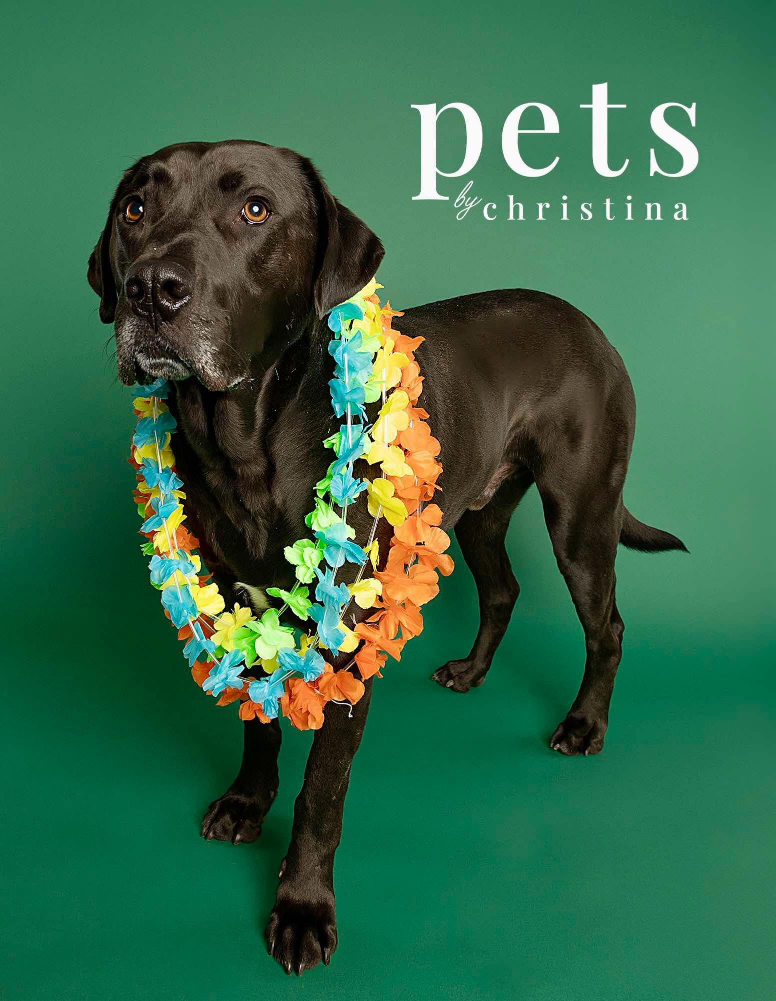 Eggie, Adoptable, Adult Male Labrador Retriever & Great Dane.