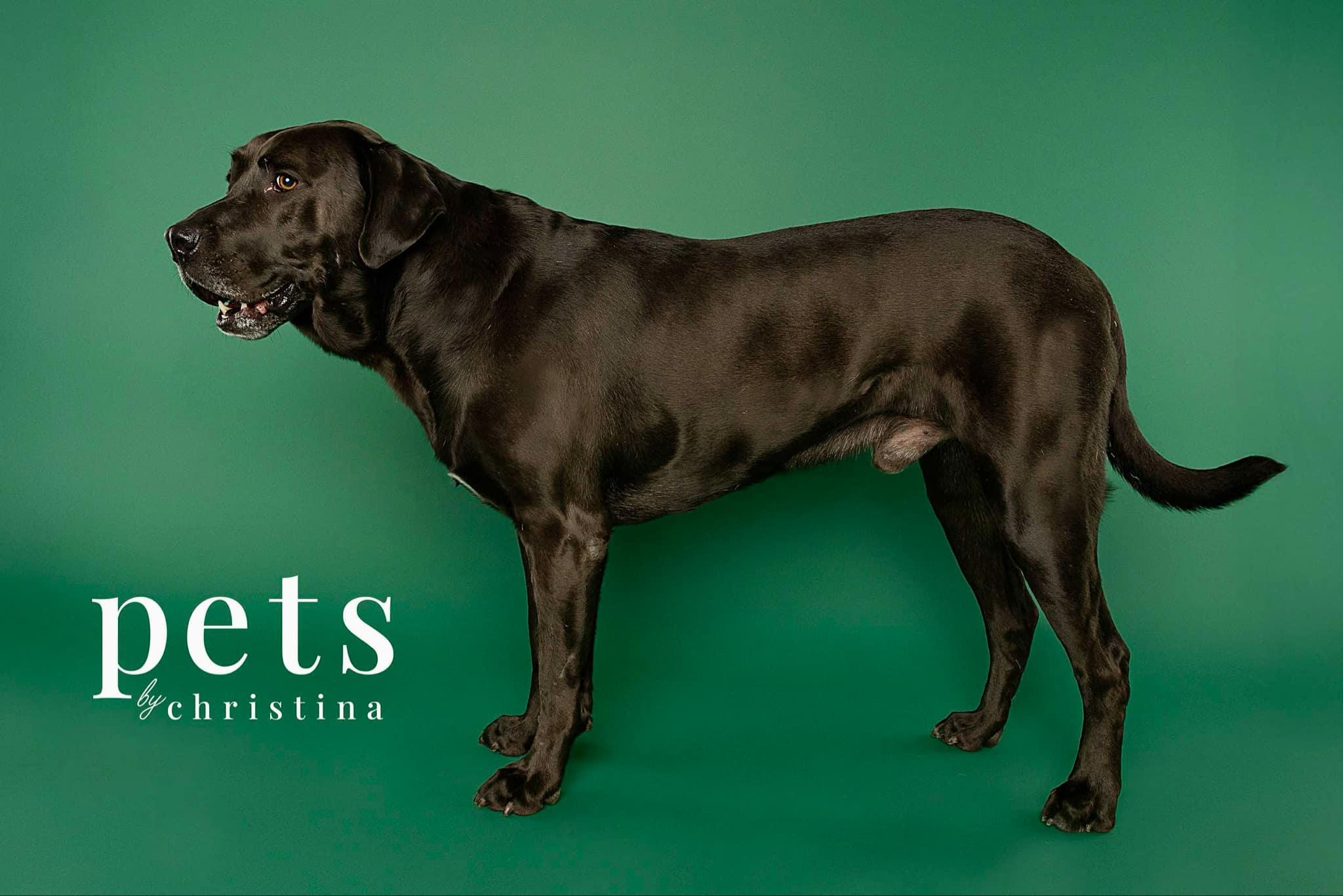 Enlarge Eggie, a Adoptable mixed breed in O'Fallon, MO image 6/6