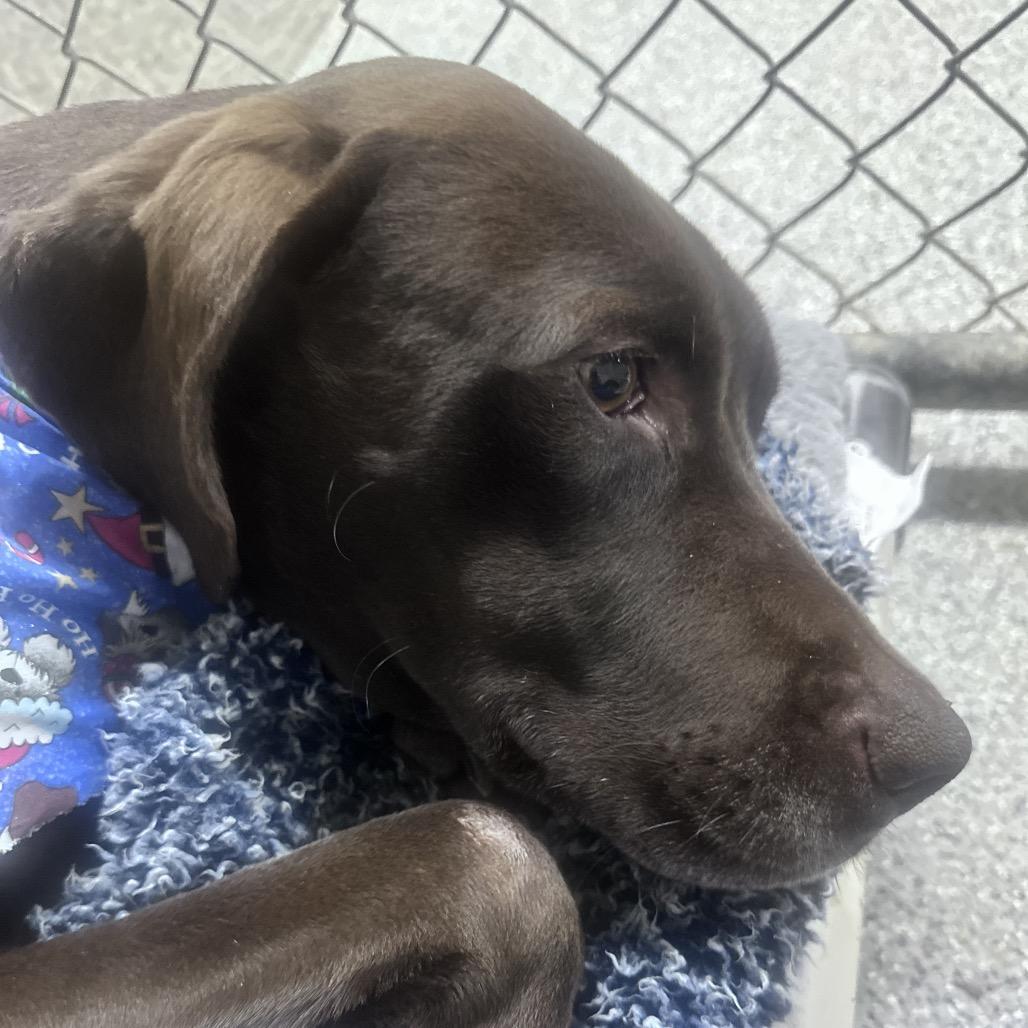 Enlarge Leroy, a Adoptable mixed breed in Kokomo, IN image 1/6