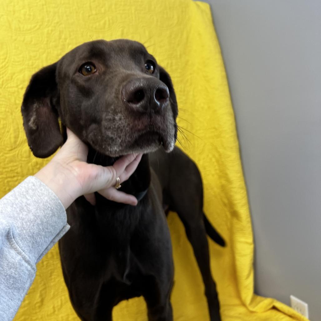 Enlarge Leroy, a Adoptable mixed breed in Kokomo, IN image 2/6