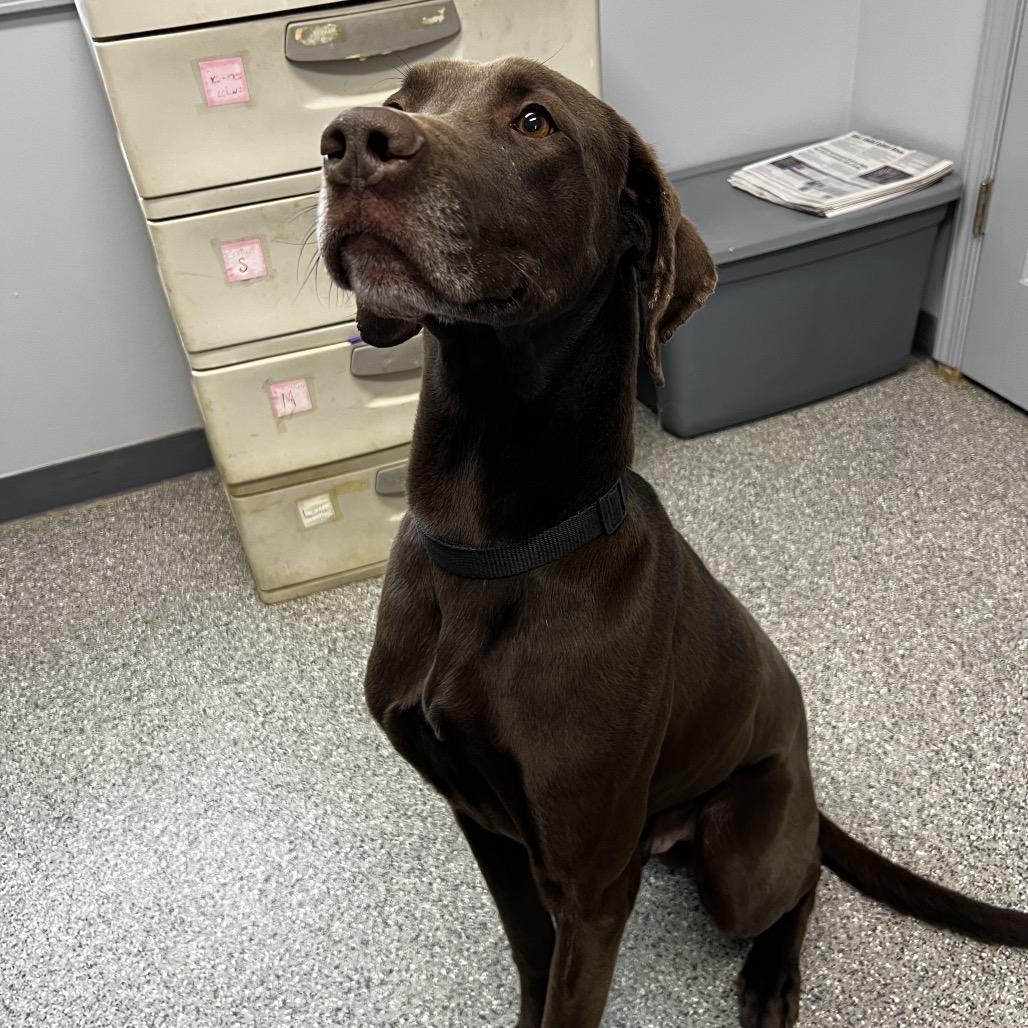 Enlarge Leroy, a Adoptable mixed breed in Kokomo, IN image 3/6