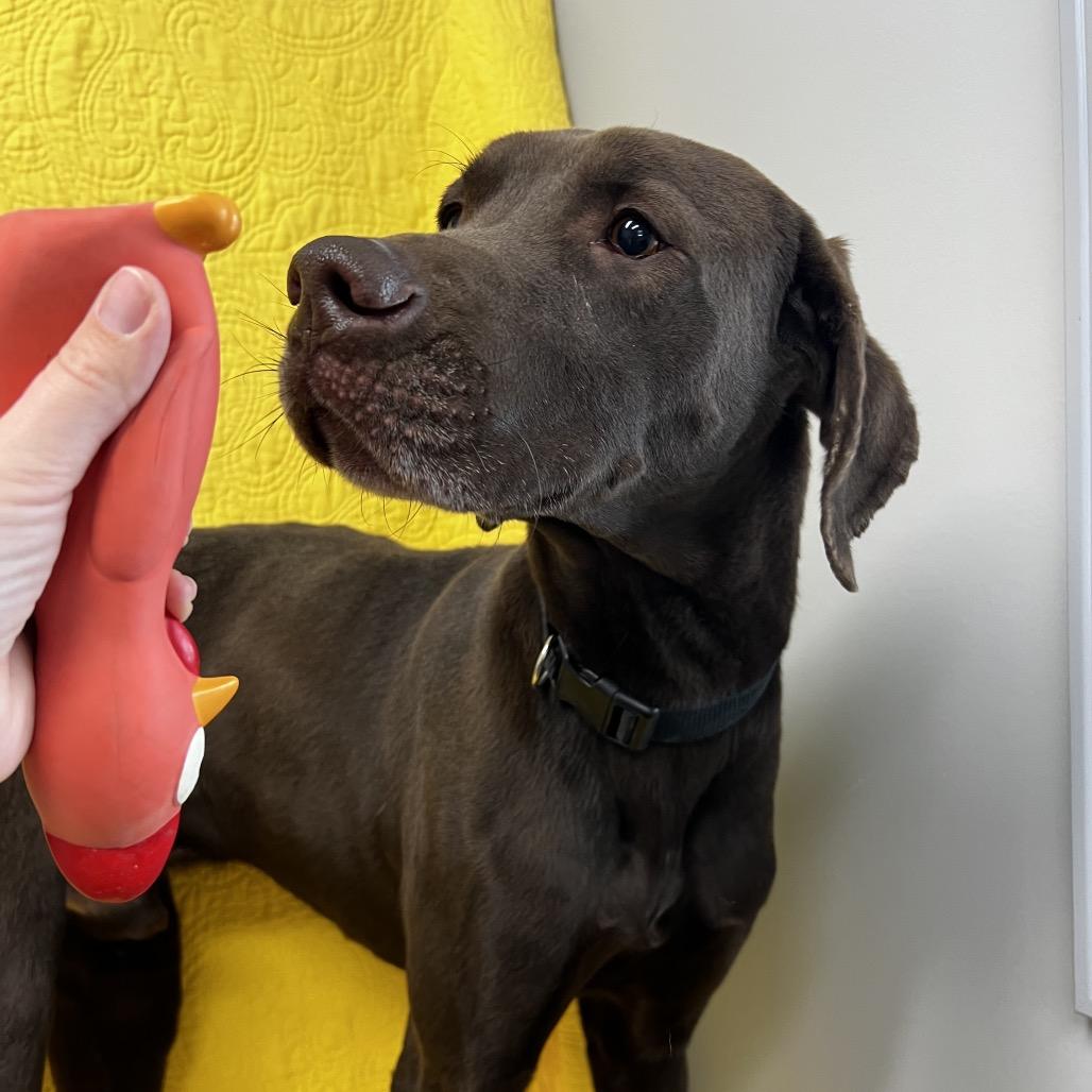 Enlarge Leroy, a Adoptable mixed breed in Kokomo, IN image 4/6