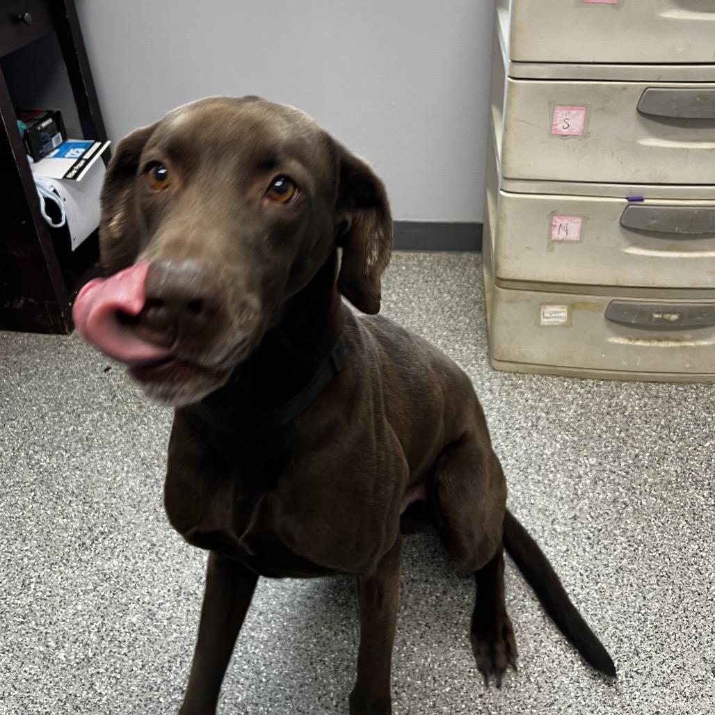 Enlarge Leroy, a Adoptable mixed breed in Kokomo, IN image 5/6