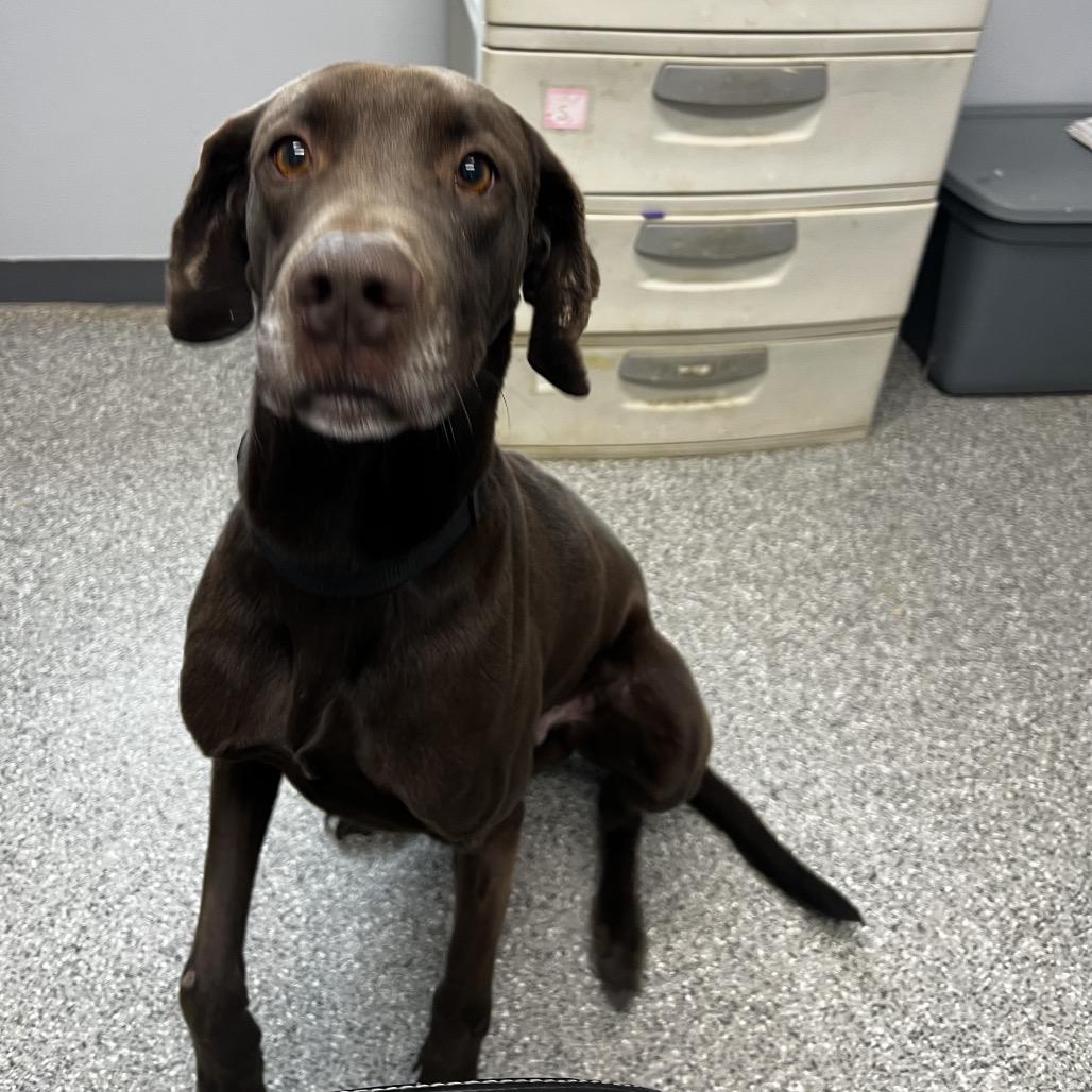 Enlarge Leroy, a Adoptable mixed breed in Kokomo, IN image 6/6