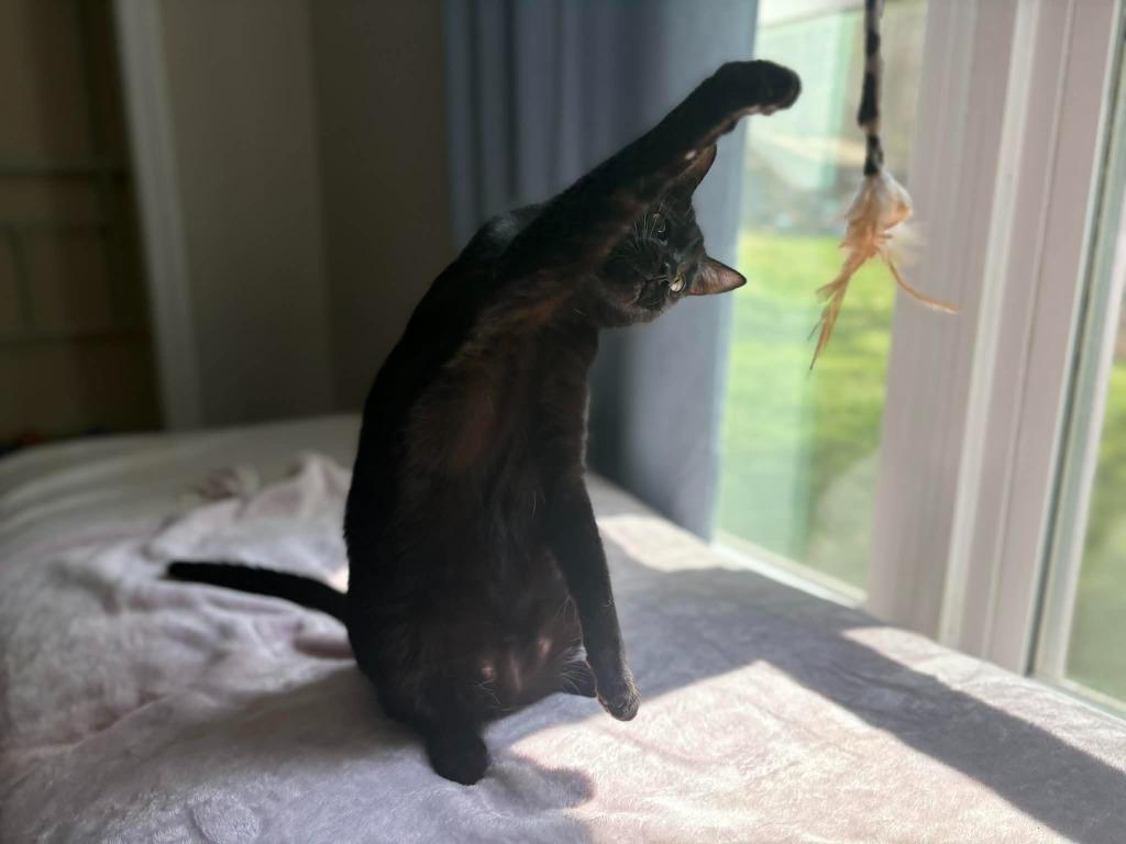 Aladdin, Adoptable, Young Male Domestic Short Hair.