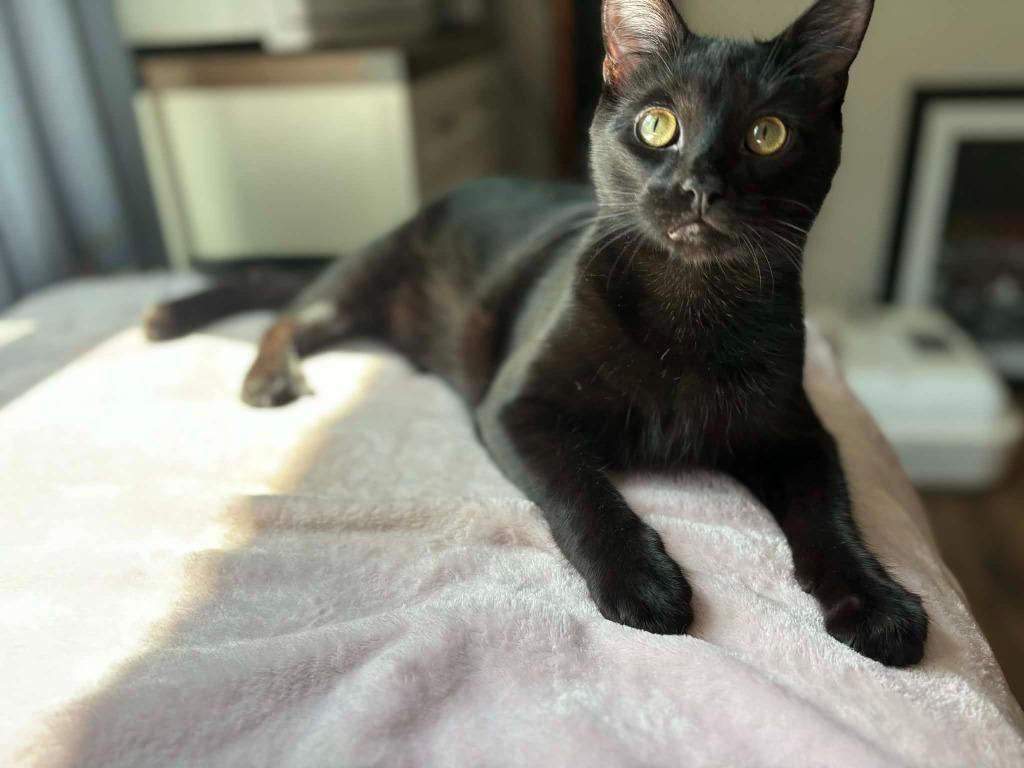 Enlarge Aladdin, a Adoptable mixed breed in Madison, GA image 2/4