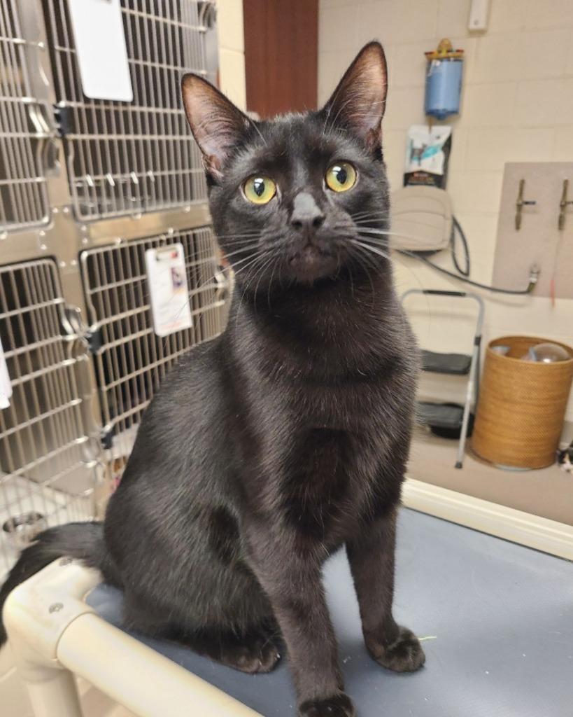 Enlarge Aladdin, a Adoptable mixed breed in Madison, GA image 3/4