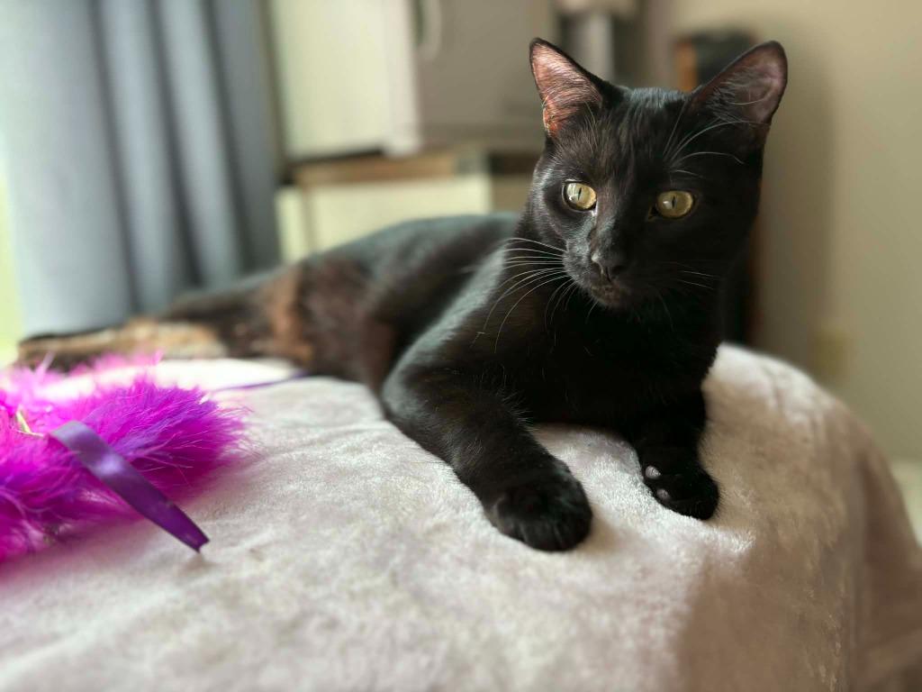 Enlarge Aladdin, a Adoptable mixed breed in Madison, GA image 4/4