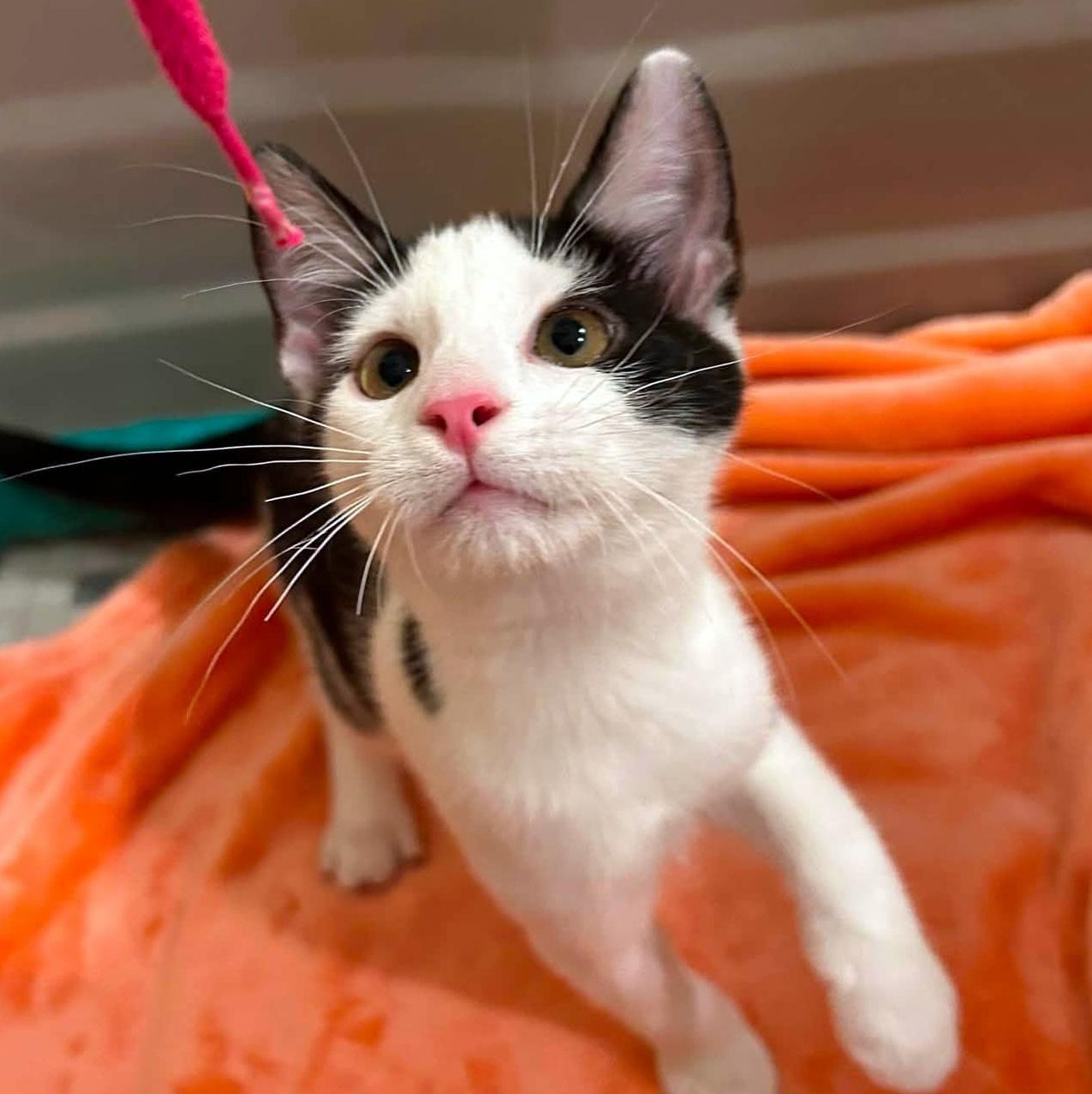 Emmett, an adopted Domestic Short Hair in Pittsburgh, PA image 2/6