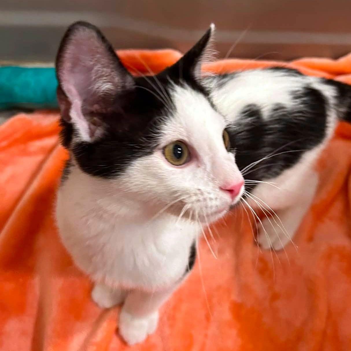 Emmett, an adopted Domestic Short Hair in Pittsburgh, PA image 3/6
