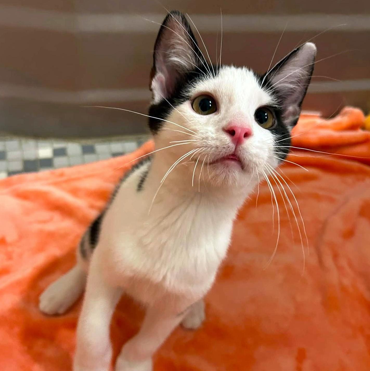Emmett, an adopted Domestic Short Hair in Pittsburgh, PA image 4/6
