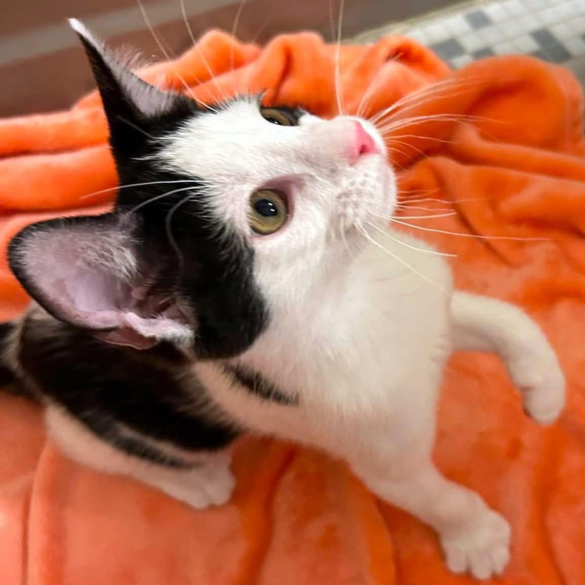 Emmett, an adopted Domestic Short Hair in Pittsburgh, PA image 5/6