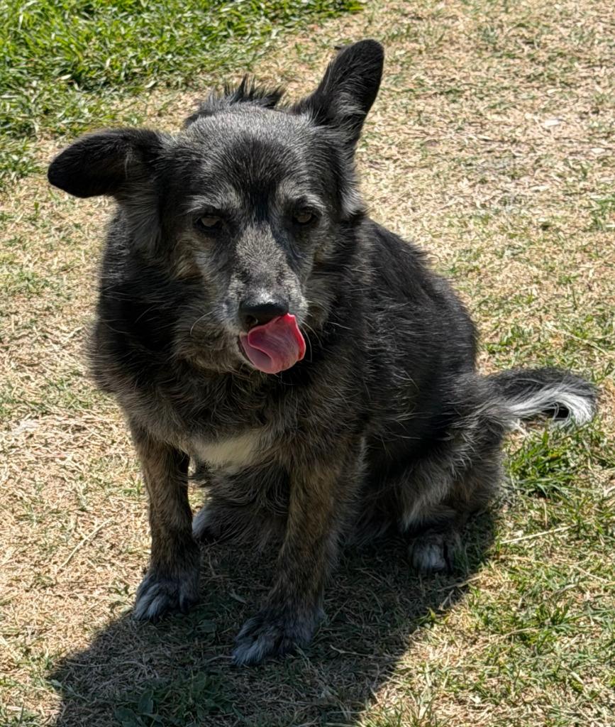 Enlarge Grannie, a Adoptable Terrier in Farmersville, TX image 1/1